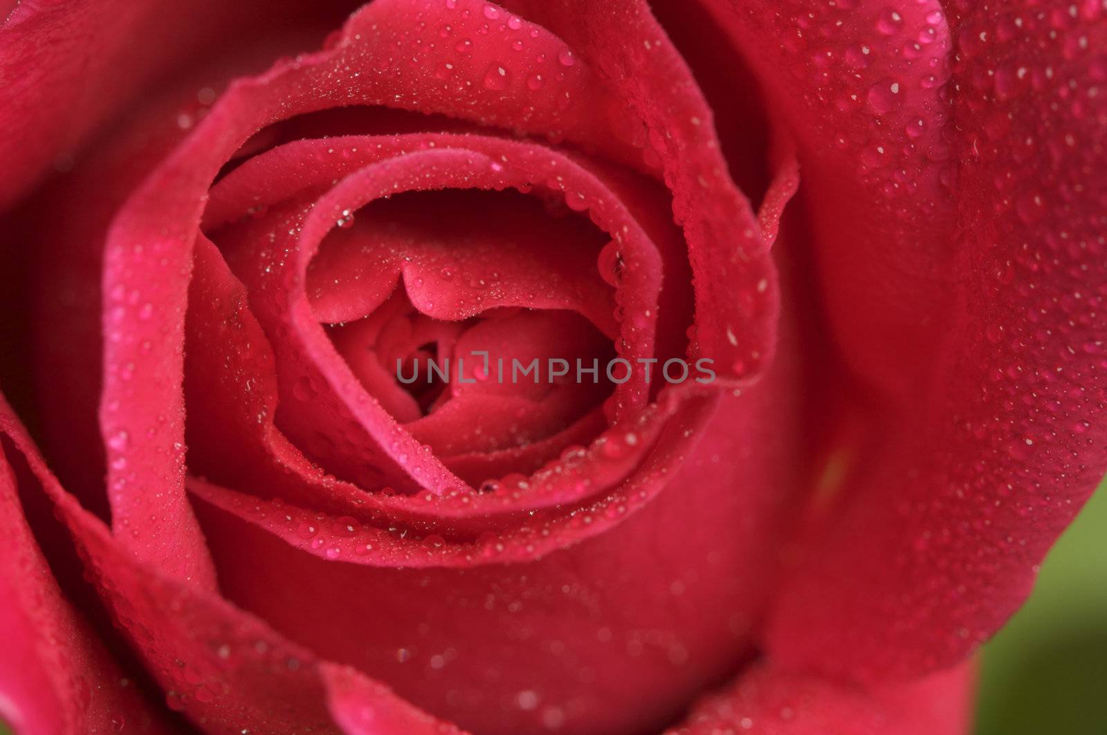 Macro Red Rose Blossom with Water Drops