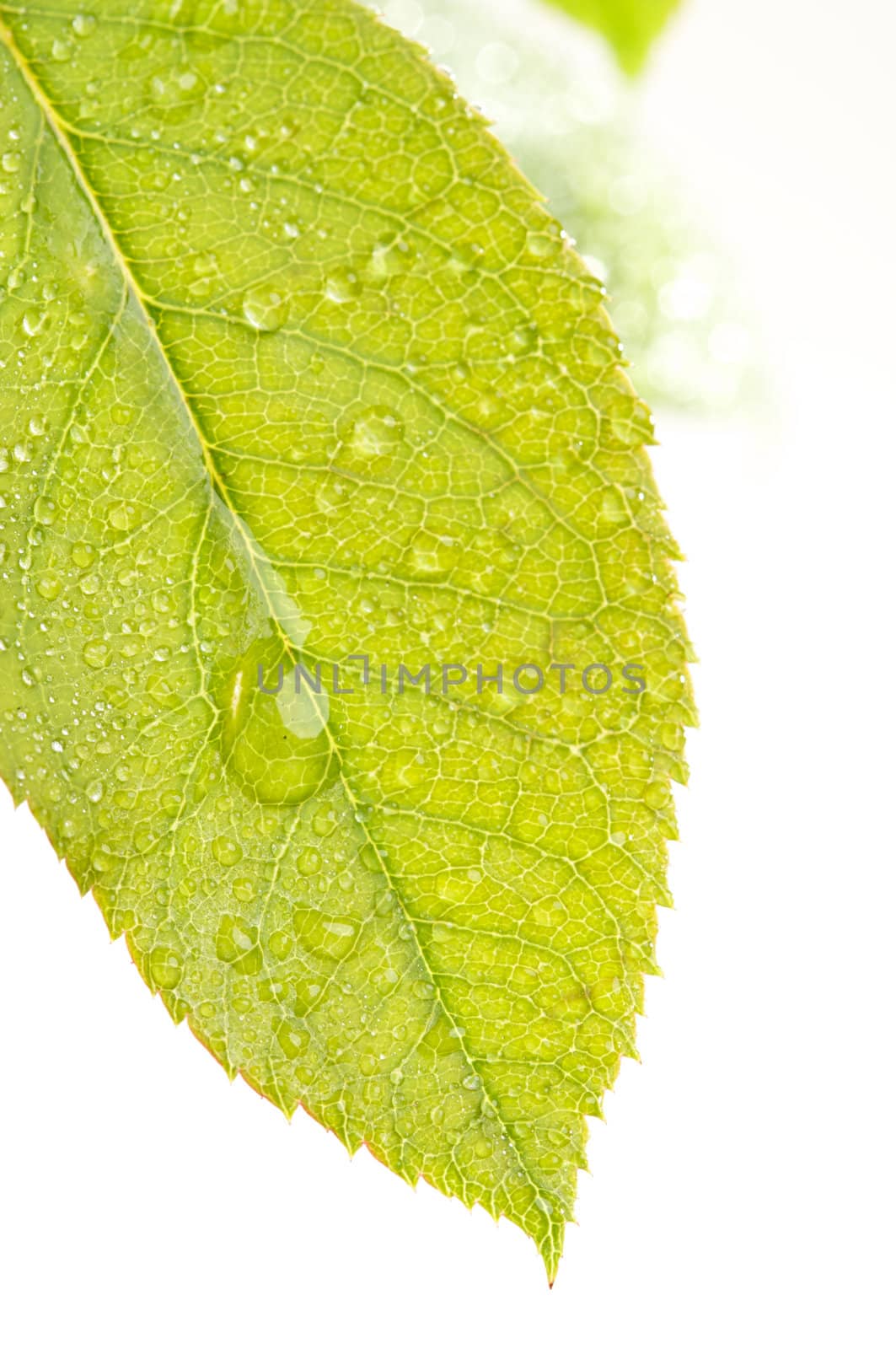 Close Up Leaf & Water Drops with Narrow dof.