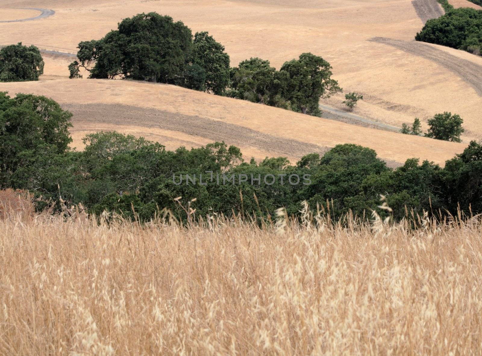 firebreaks in the dry California foothills