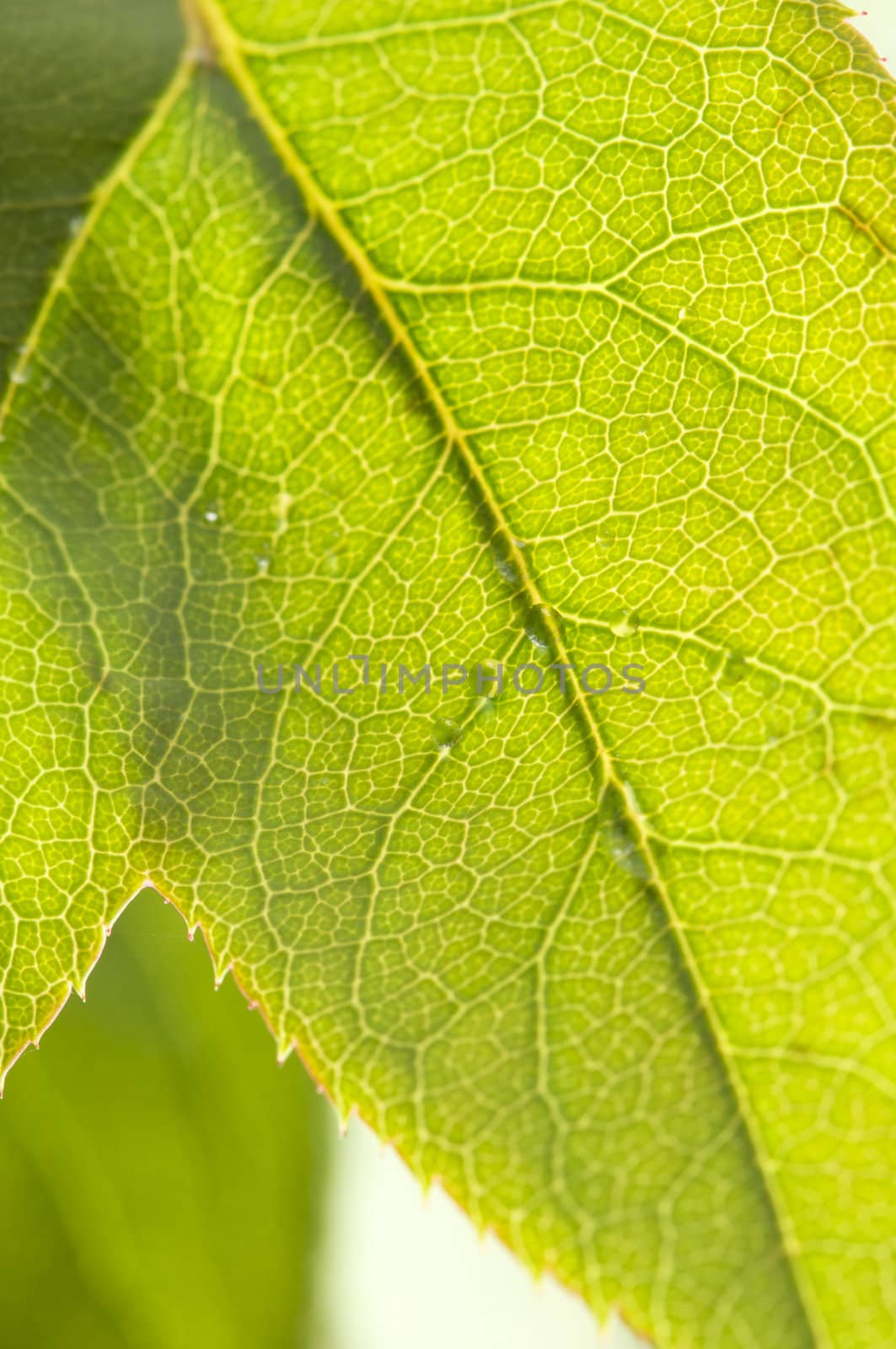 Close Up Leaf & Water Drops with Narrow dof.