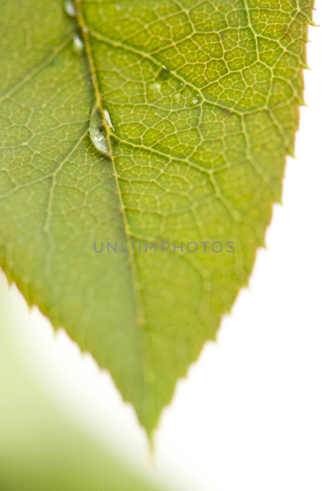 Close Up Leaf & Water Drops by Feverpitched