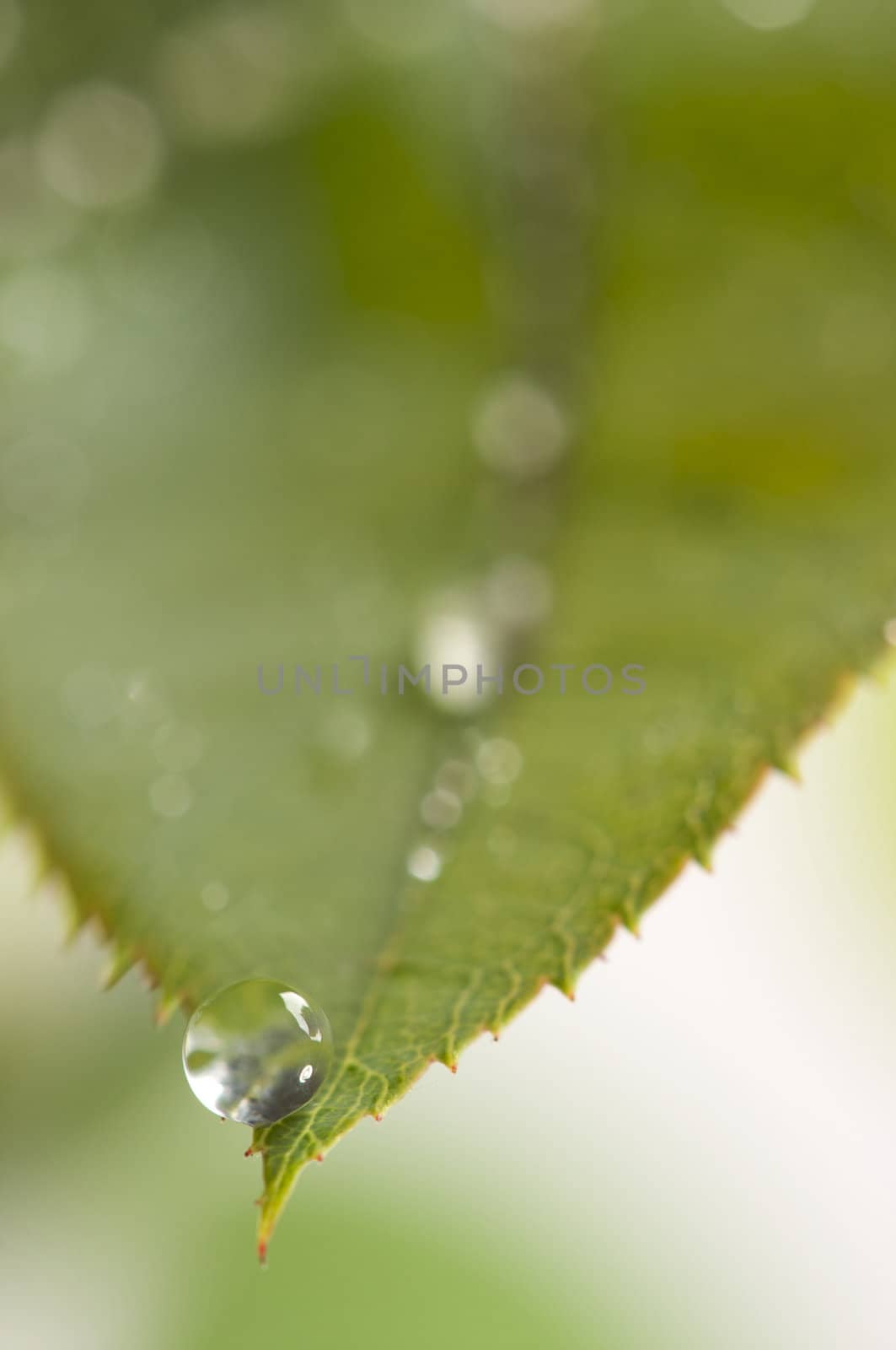 Close Up Leaf & Water Drops with Narrow dof.