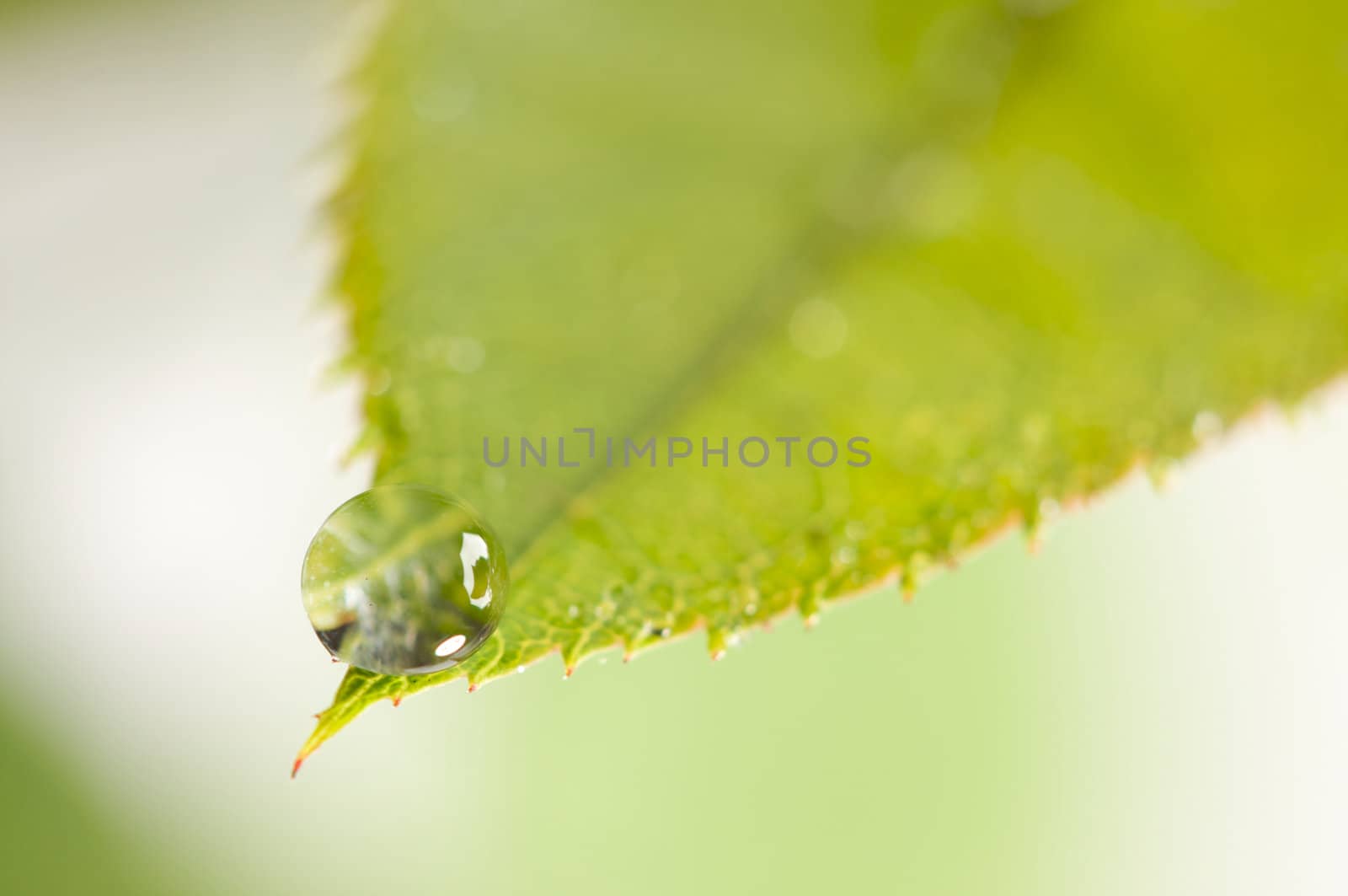 Close Up Leaf & Water Drops with Narrow dof.