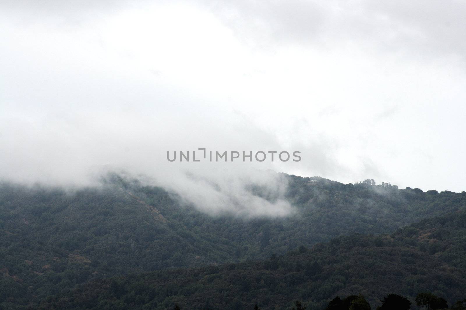 early morning fog in the heavily wooded California foothills