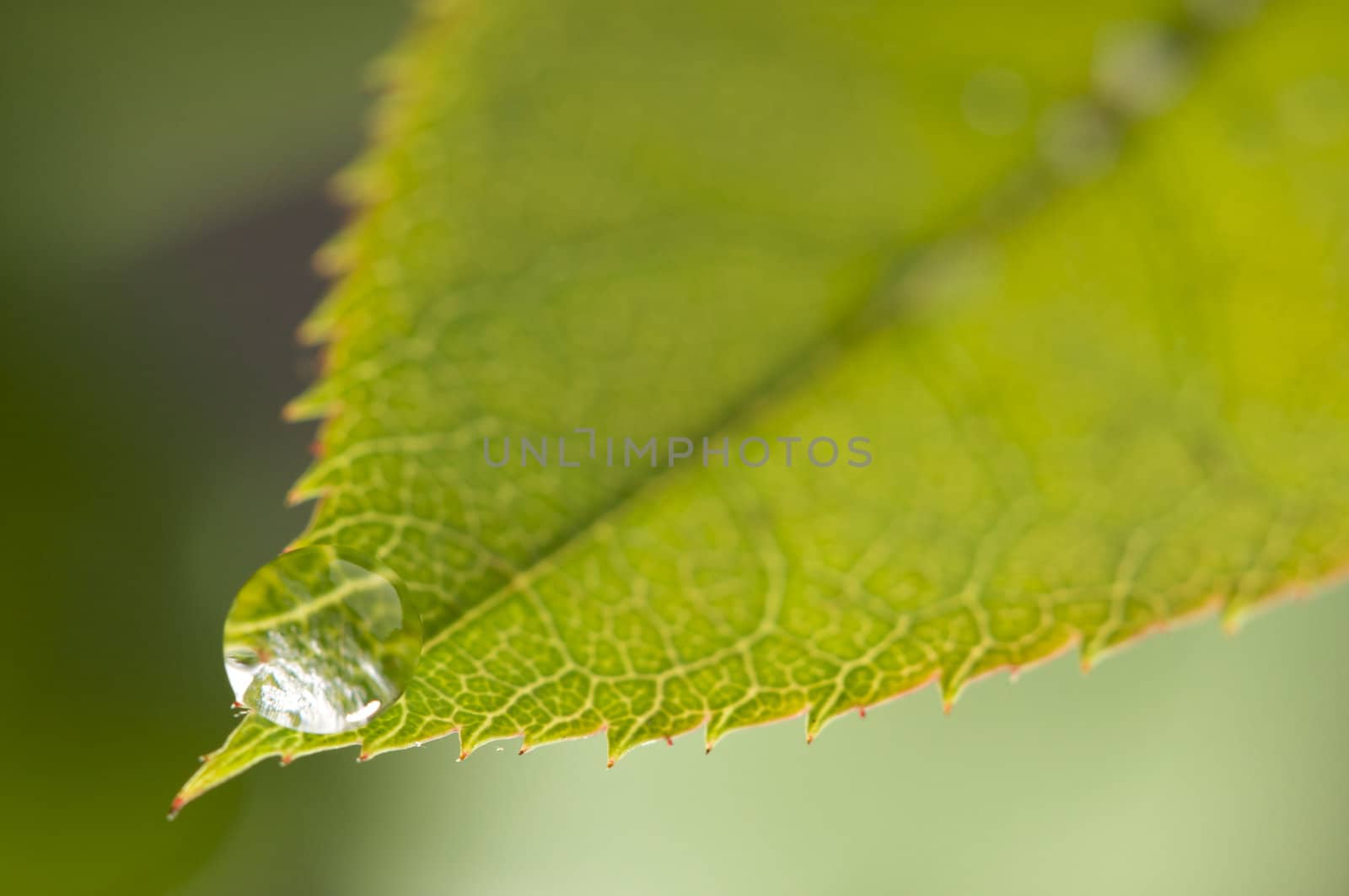 Close Up Leaf & Water Drops with Narrow dof.
