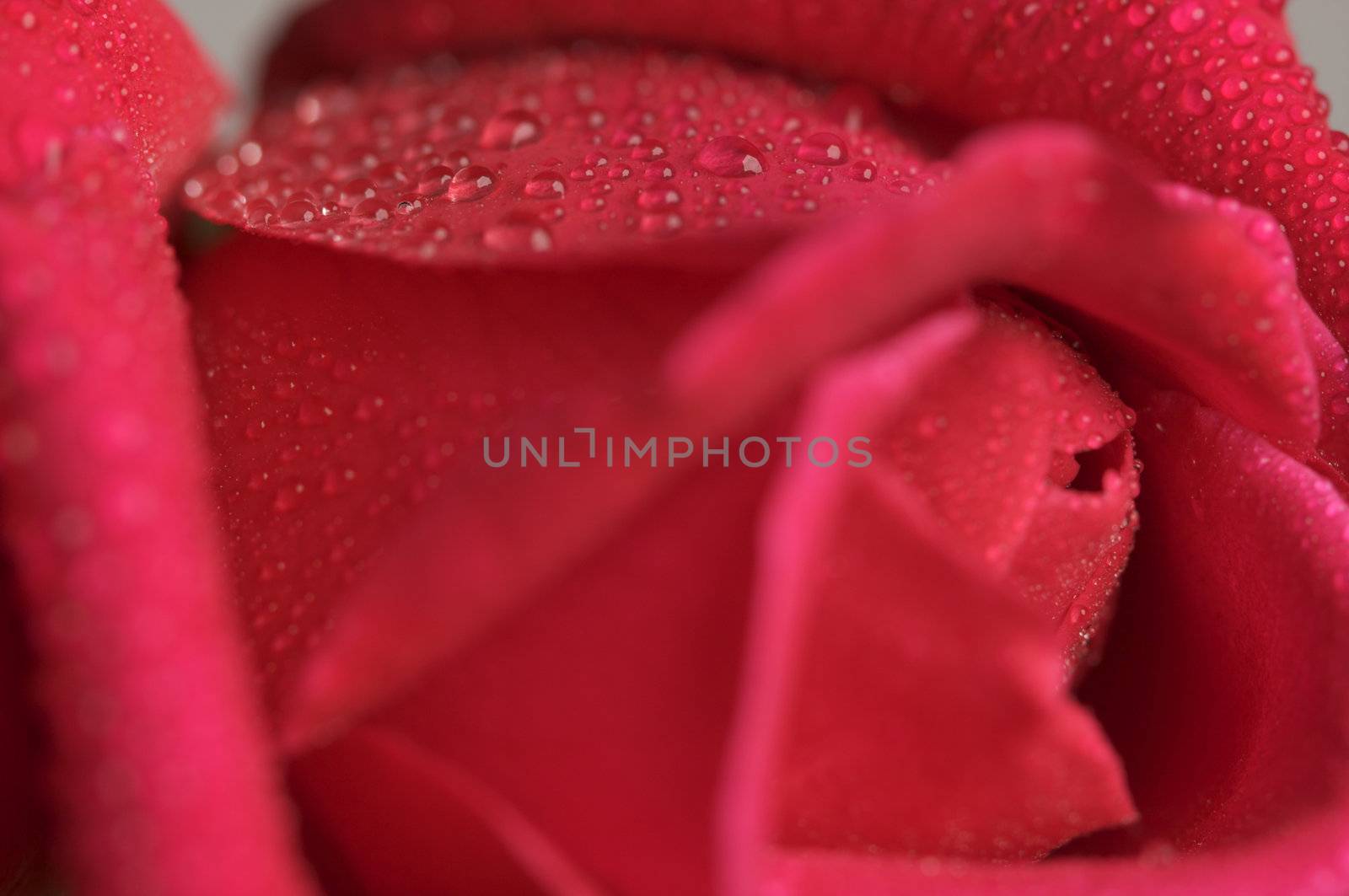 Macro Red Rose Blossom with Water Drops