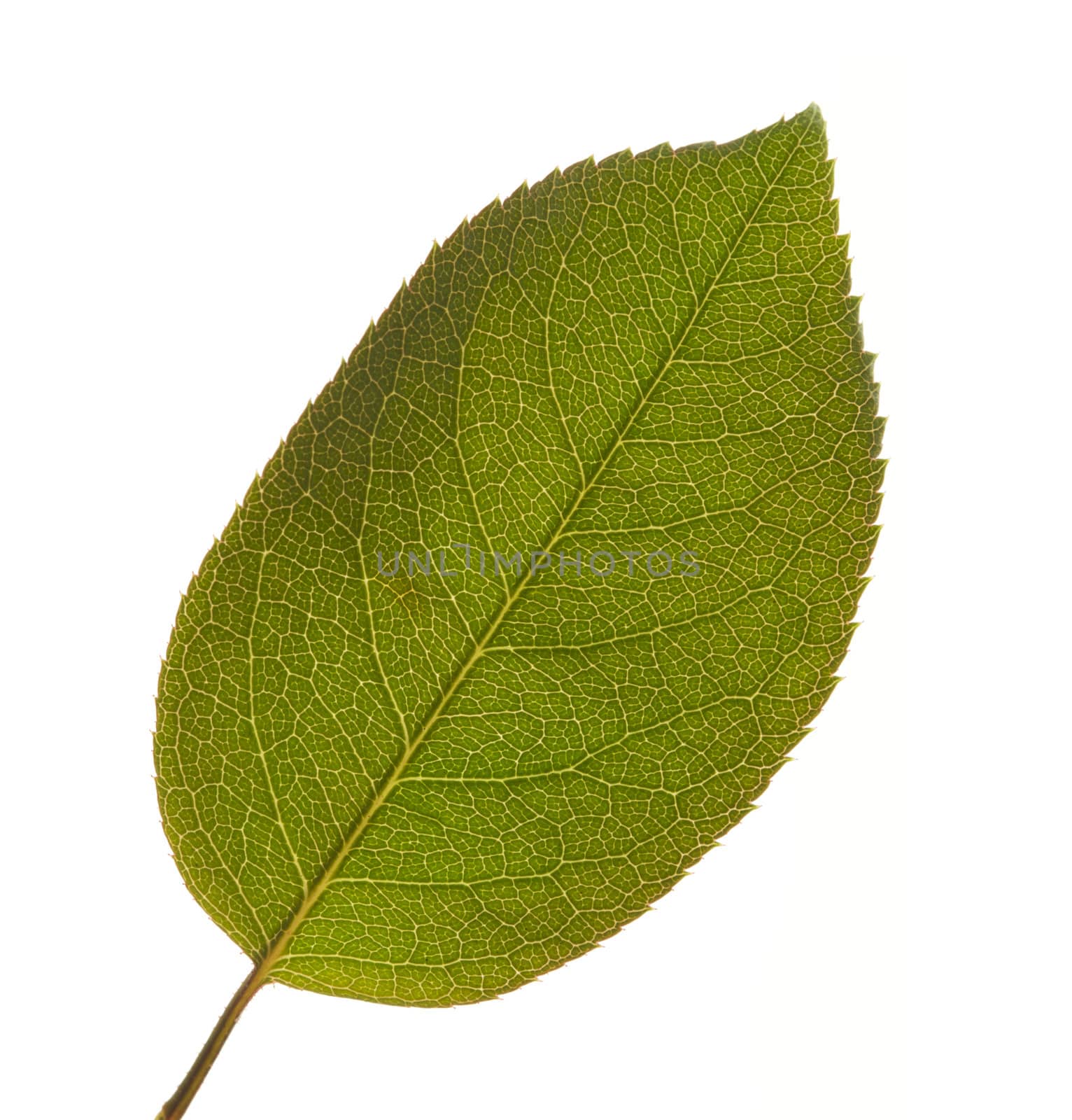 Leaf Macro Isolated on a White Background.