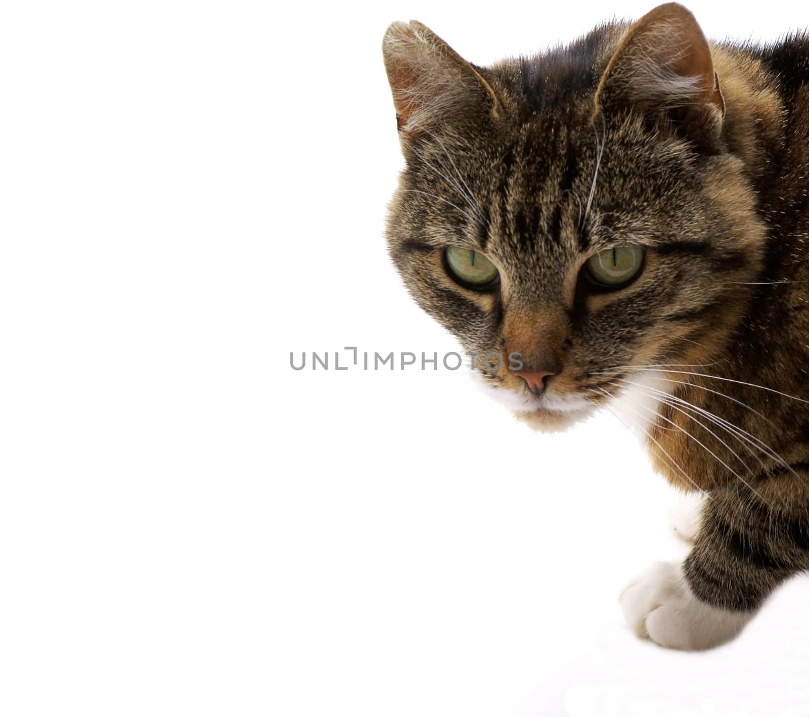 Cat isolated on a white background.