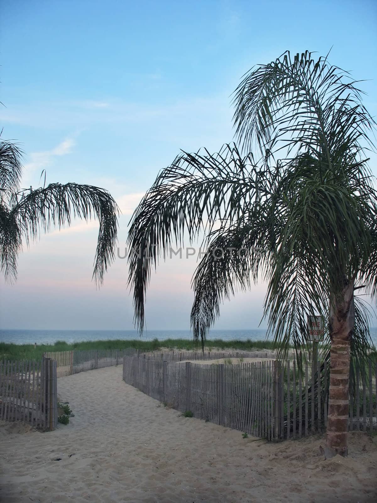 A few palm trees on the beach in Ocean City, Maryland.