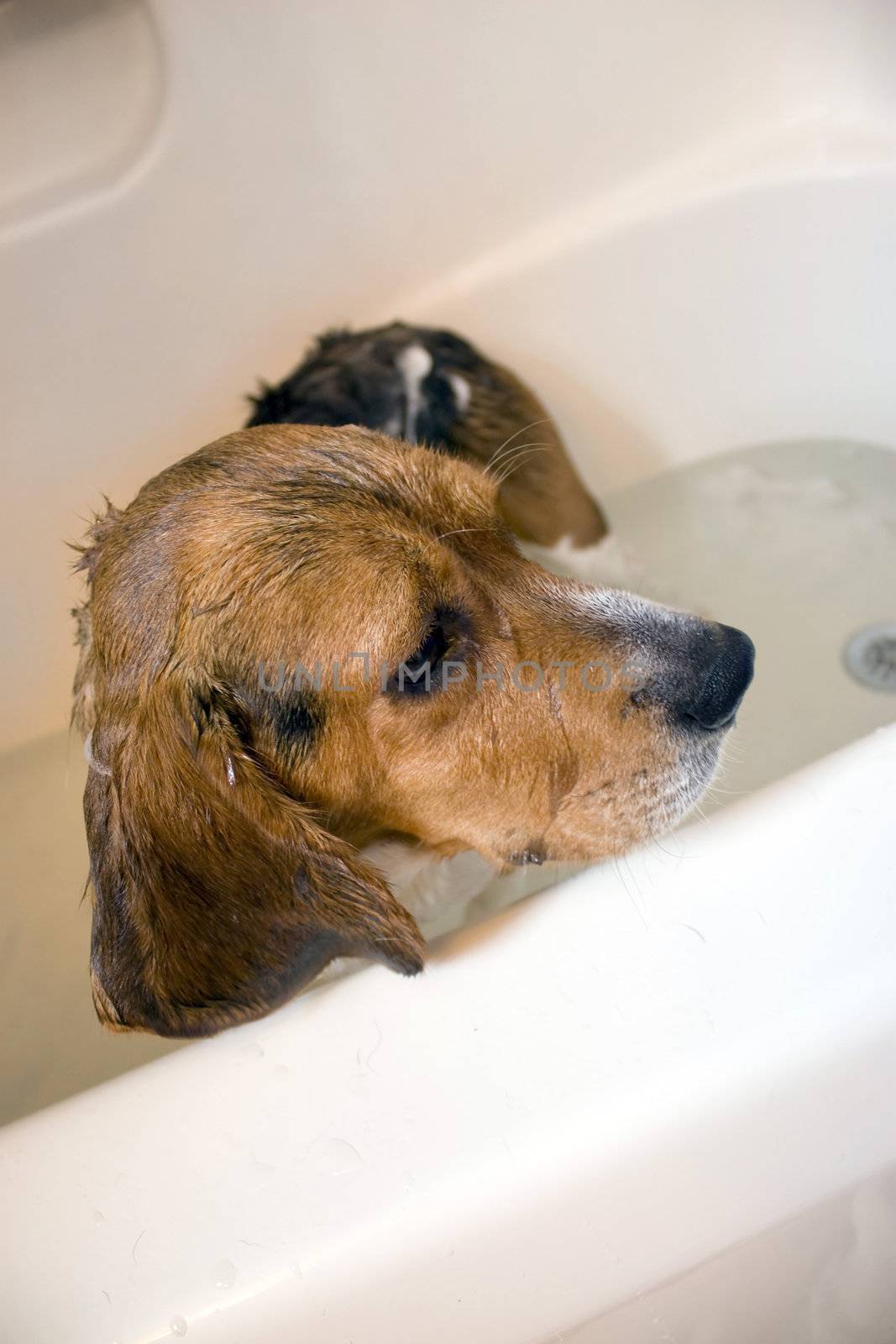 A beagle sitting in the bath tub. He doesn't seem to be having a great time.