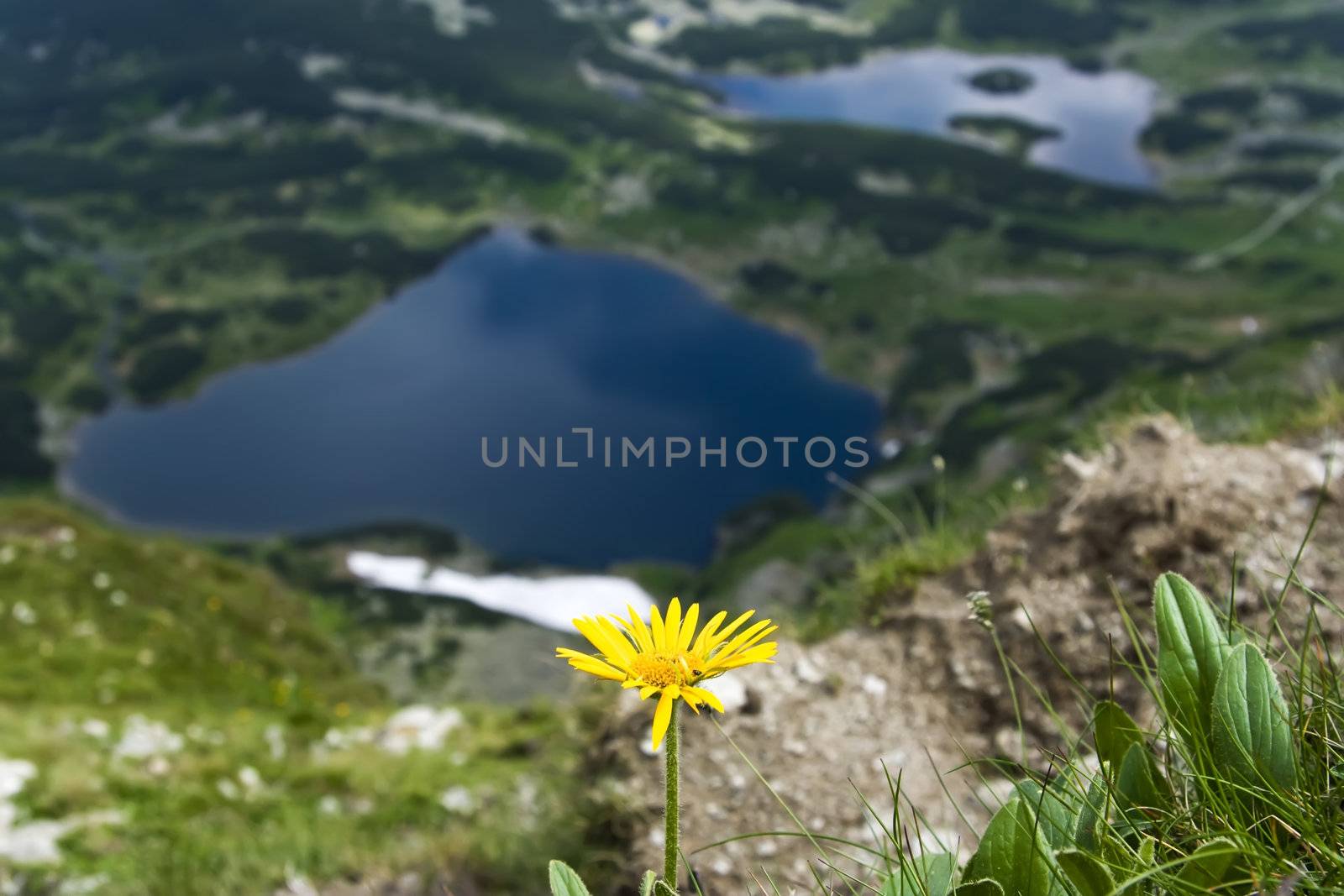 Yellow flower over valley with lake and snow
