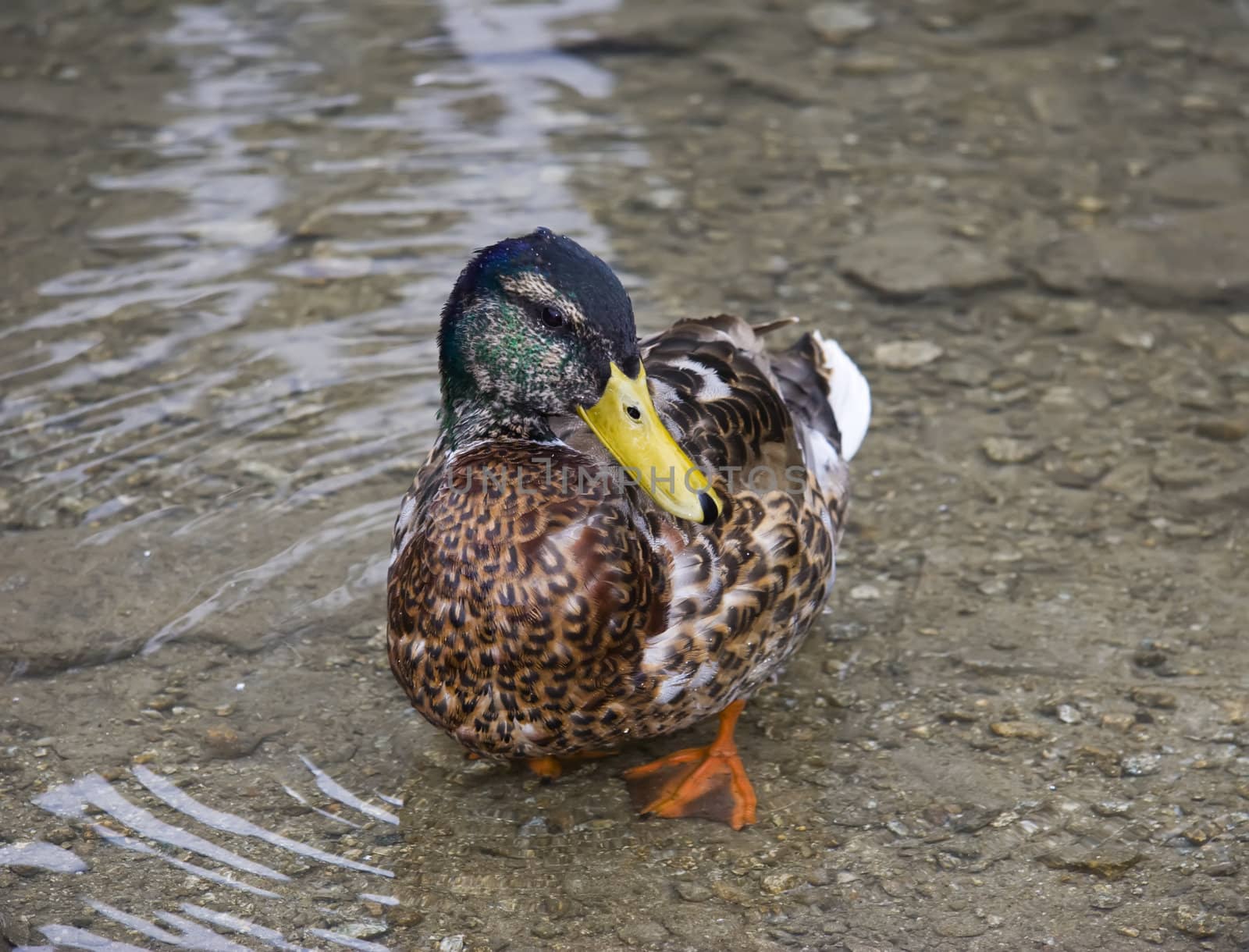 Brown duck in fresh cold water