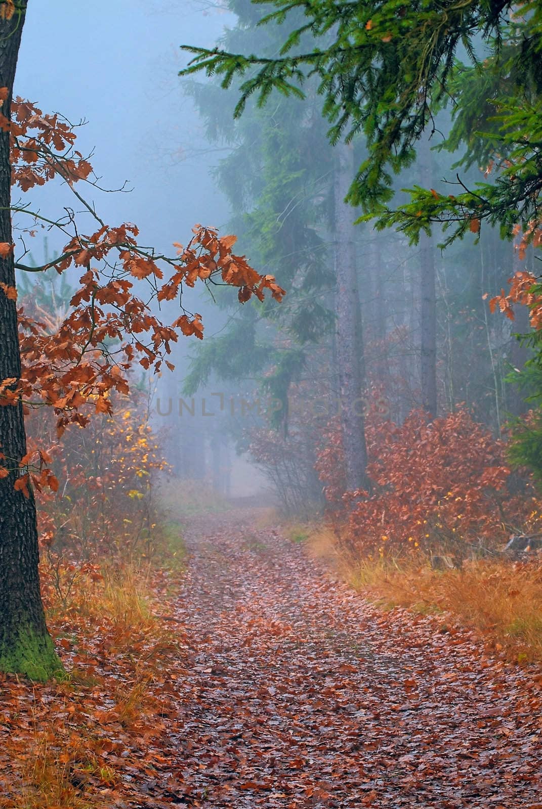 The forest path with fallen autumn leaves
