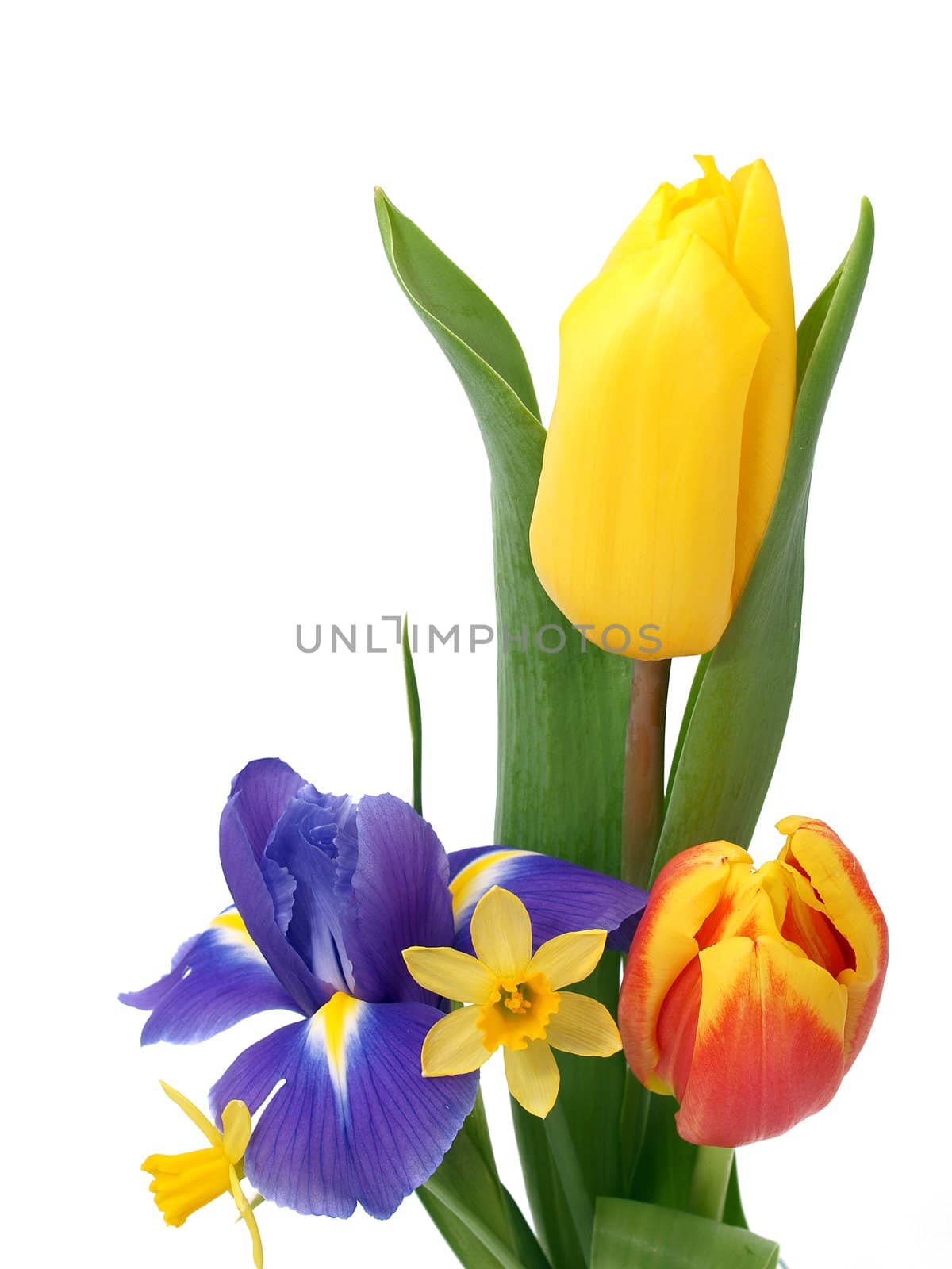 Beautiful spring flowers on the white background
