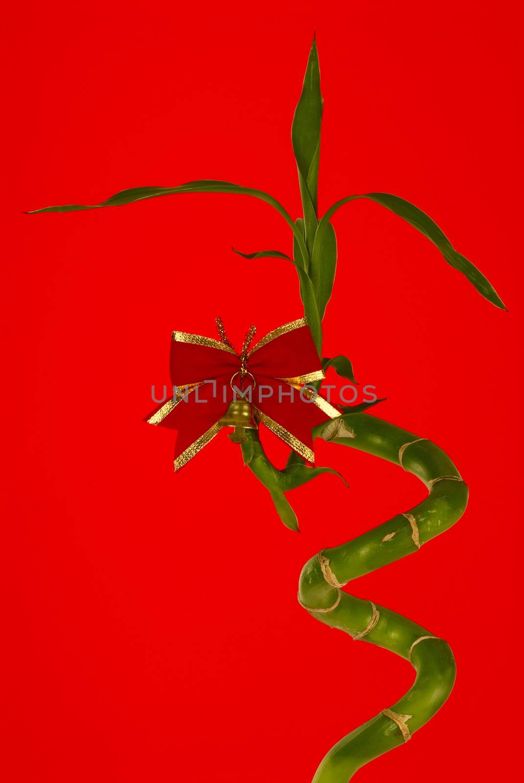 The branch of a bamboo decorated by bow on red background
