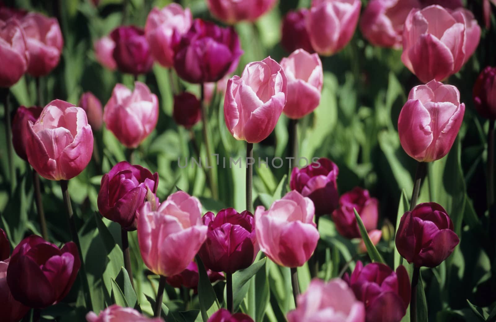 Bed of pink and deep purple tulips at Keukenhof Gardens, Lisse, Netherlands