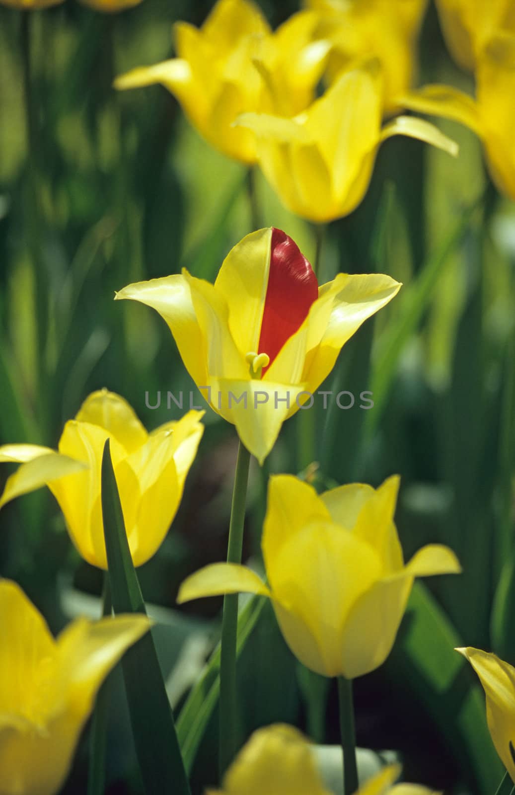 A yellow tulip with one red petal.