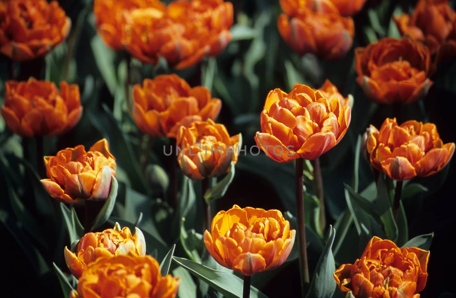 Shallow depth of field on one double orange tulip in a field blooming early in spring, Keukenhof Gardens, Lisse, the Netherlands. 