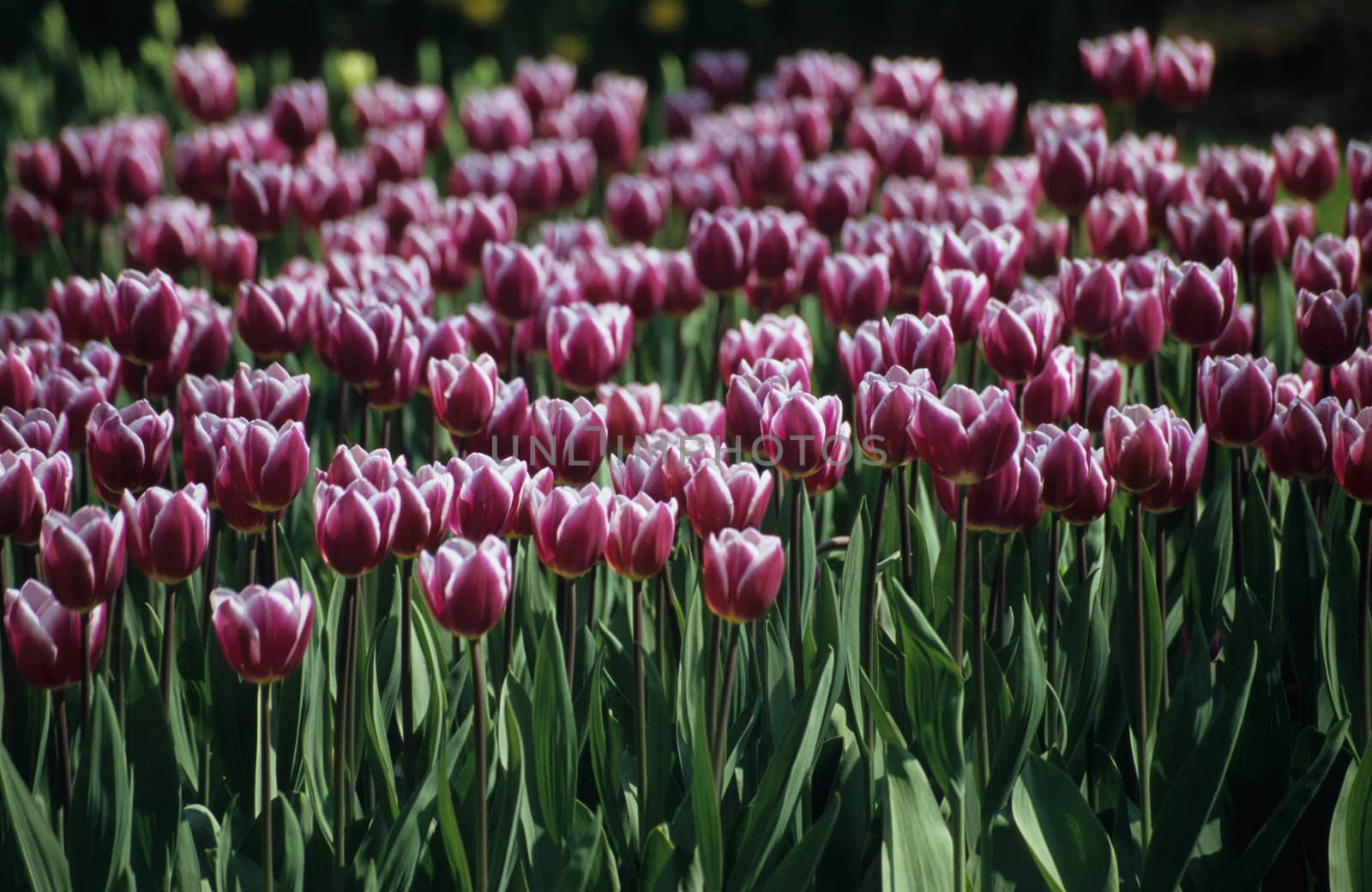 Deep red and white tulips blooming at springtime in Keukenhof bulb gardens in the Netherlands.