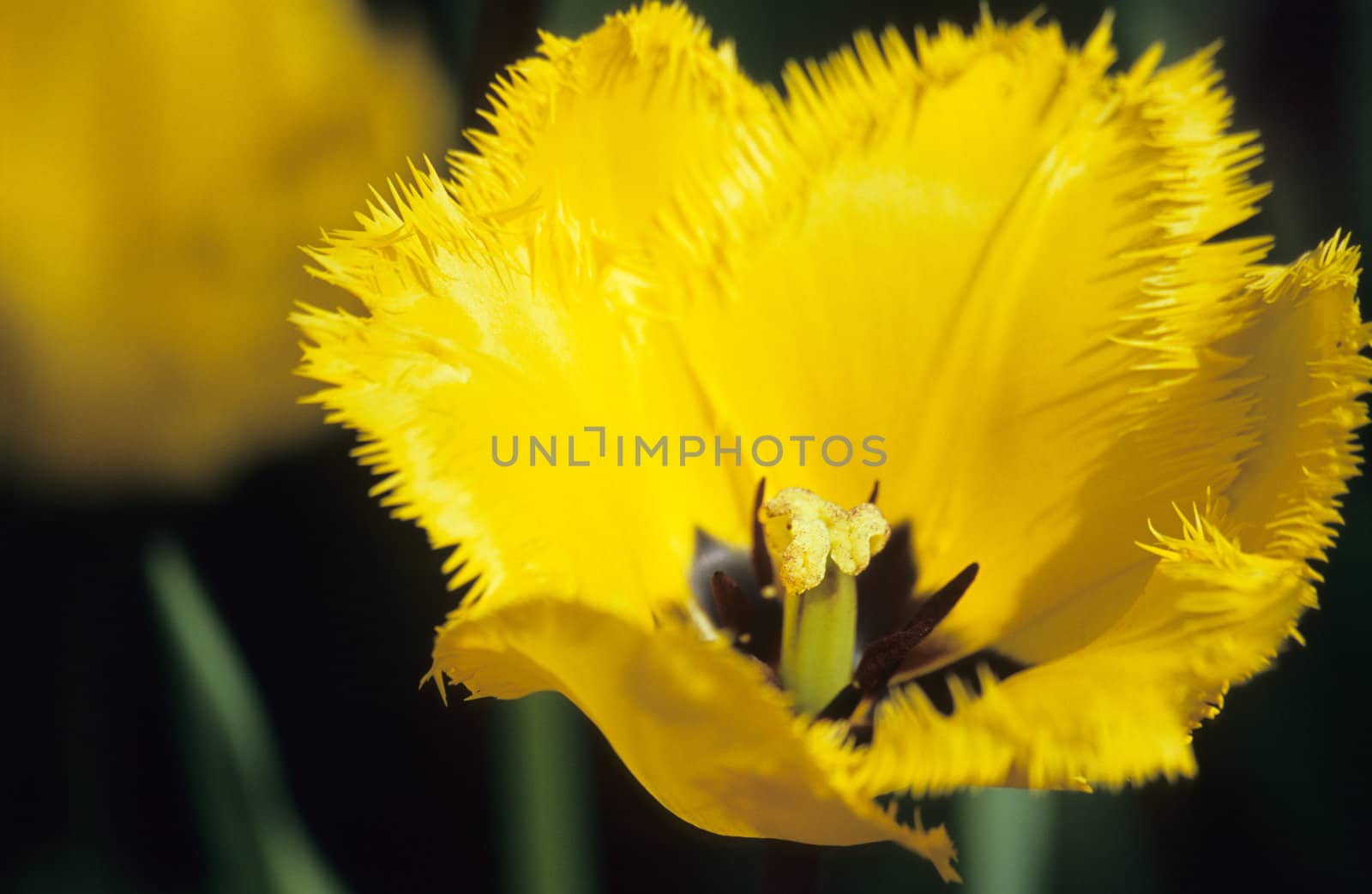 Yellow Fringed Tulip Close-Up by ACMPhoto