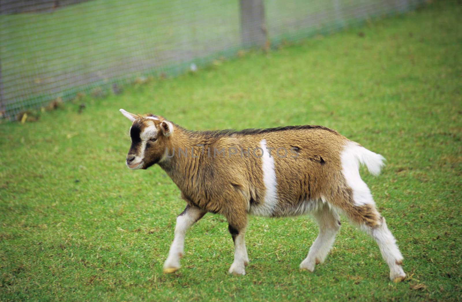 Pygmy goats, like this brown and wihte kidd, are a favorite of petting zoos.