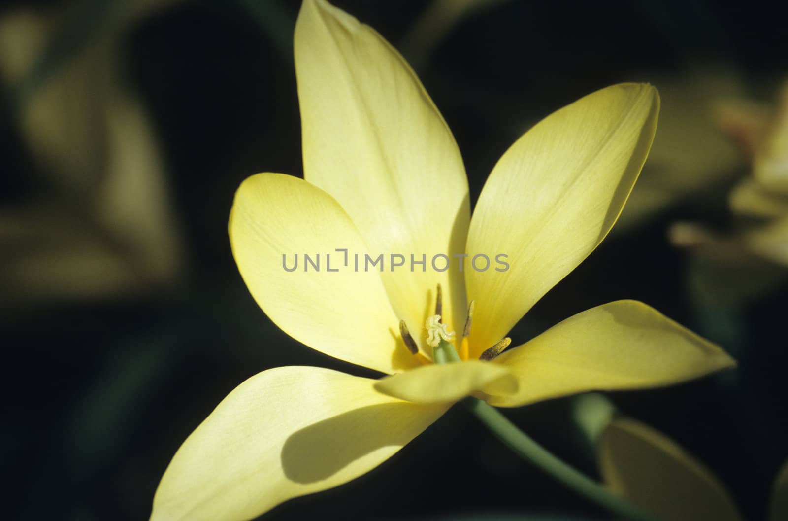 Yellow Tulip Macro by ACMPhoto