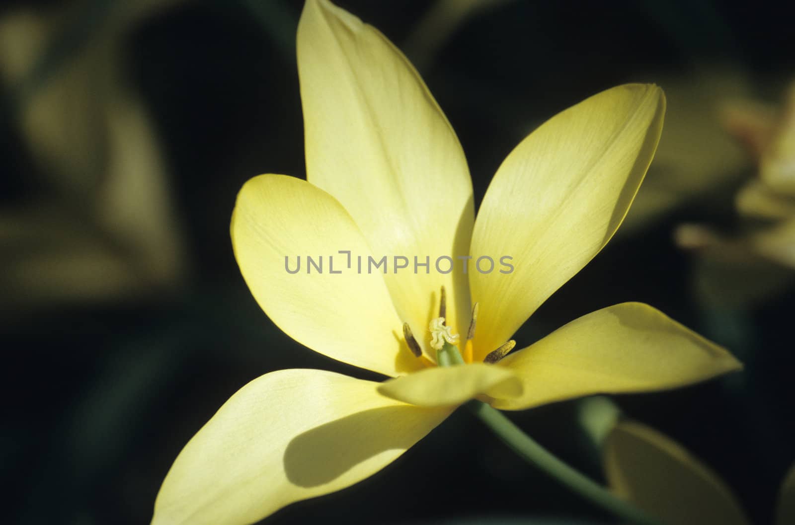 A delicate yellow tulip blooming at Keukenhof gardens, Lisse, The Netherlands. 