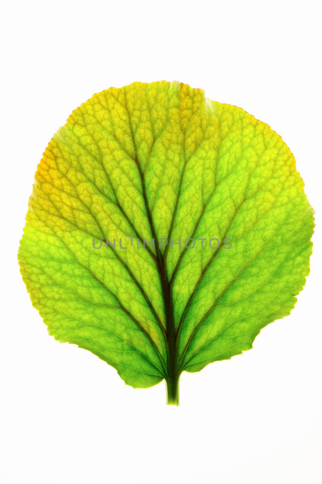 Green leaf with dark streaks on the white background