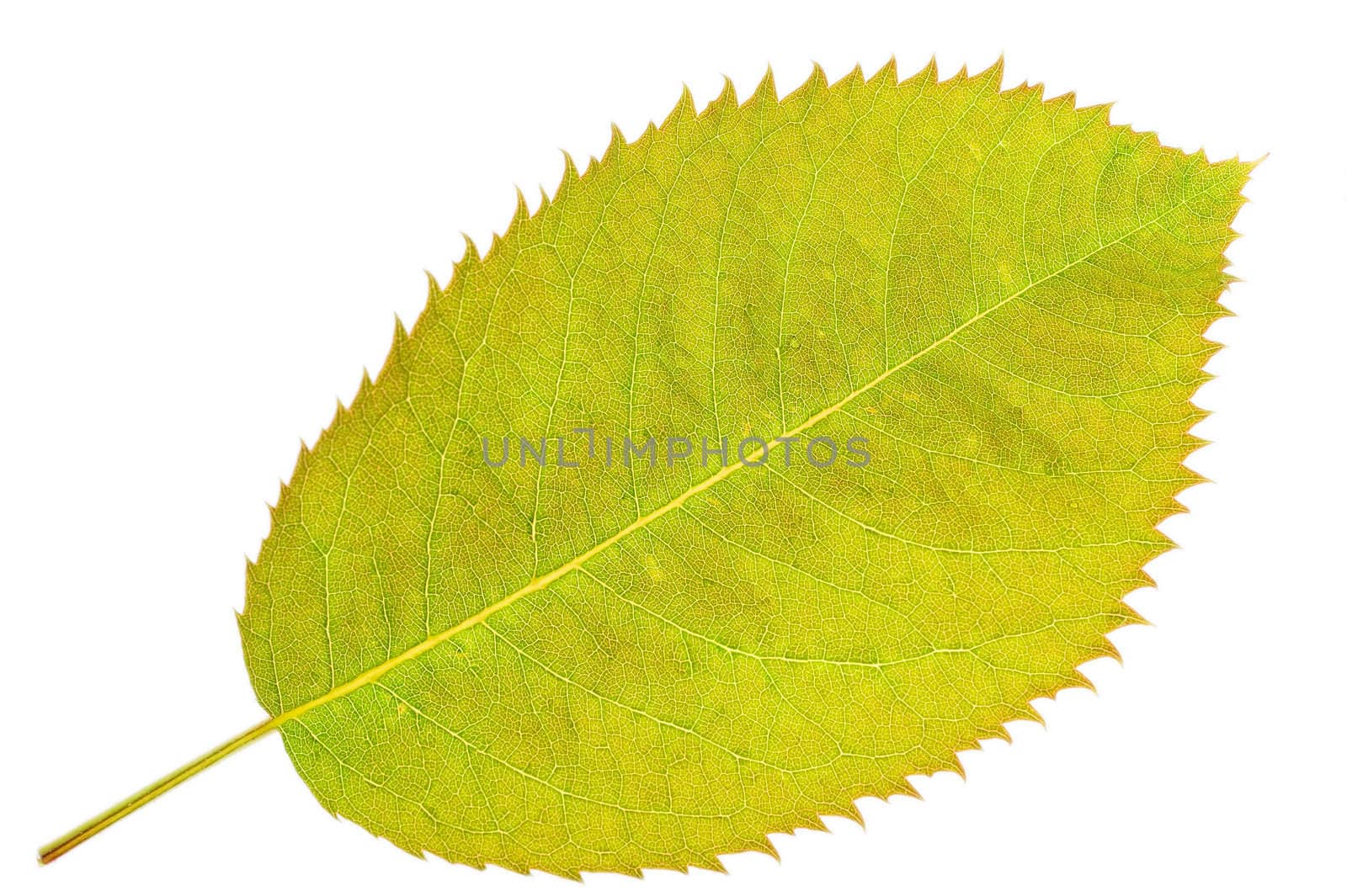 Green leaf with clearly expressed texture on the white background