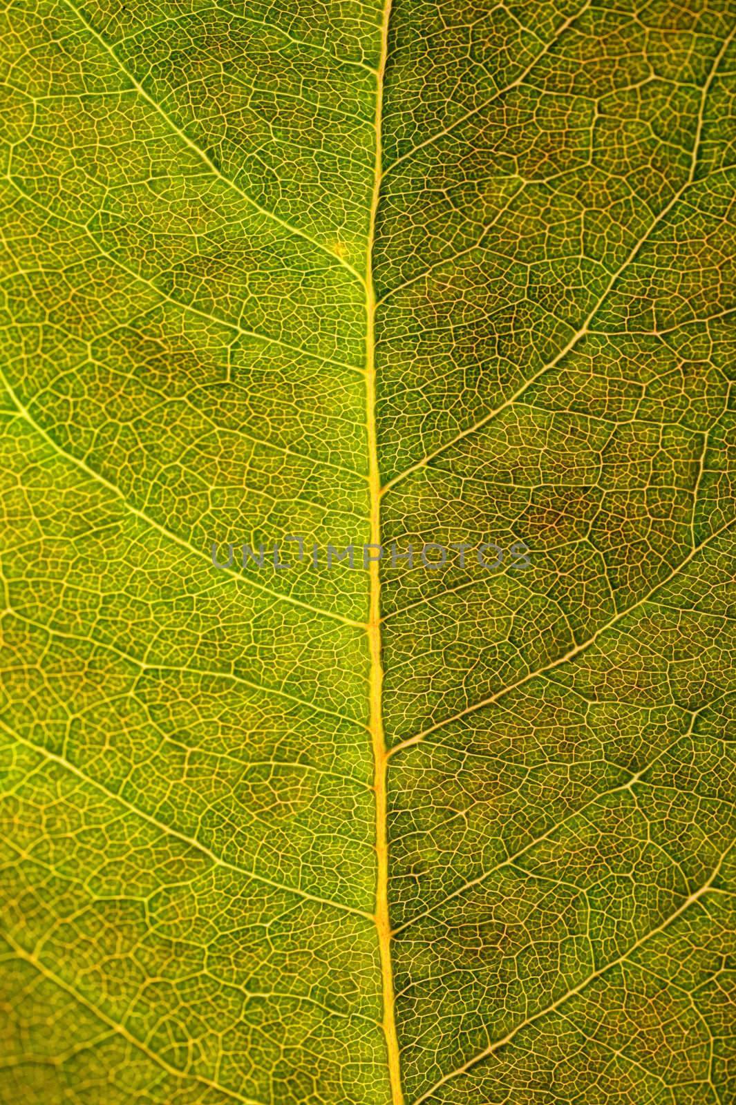 Close-up of the texture of the green leaf