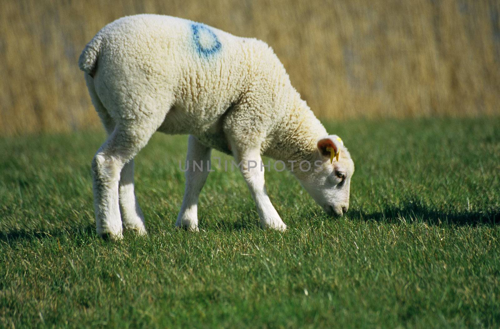 A young spring lamb munches on green grass in the Netherlands.