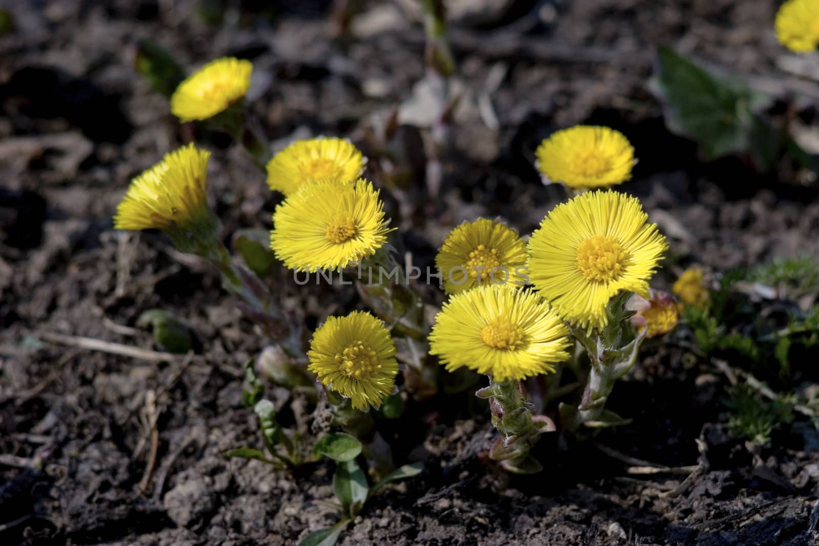 The first spring flowers close up