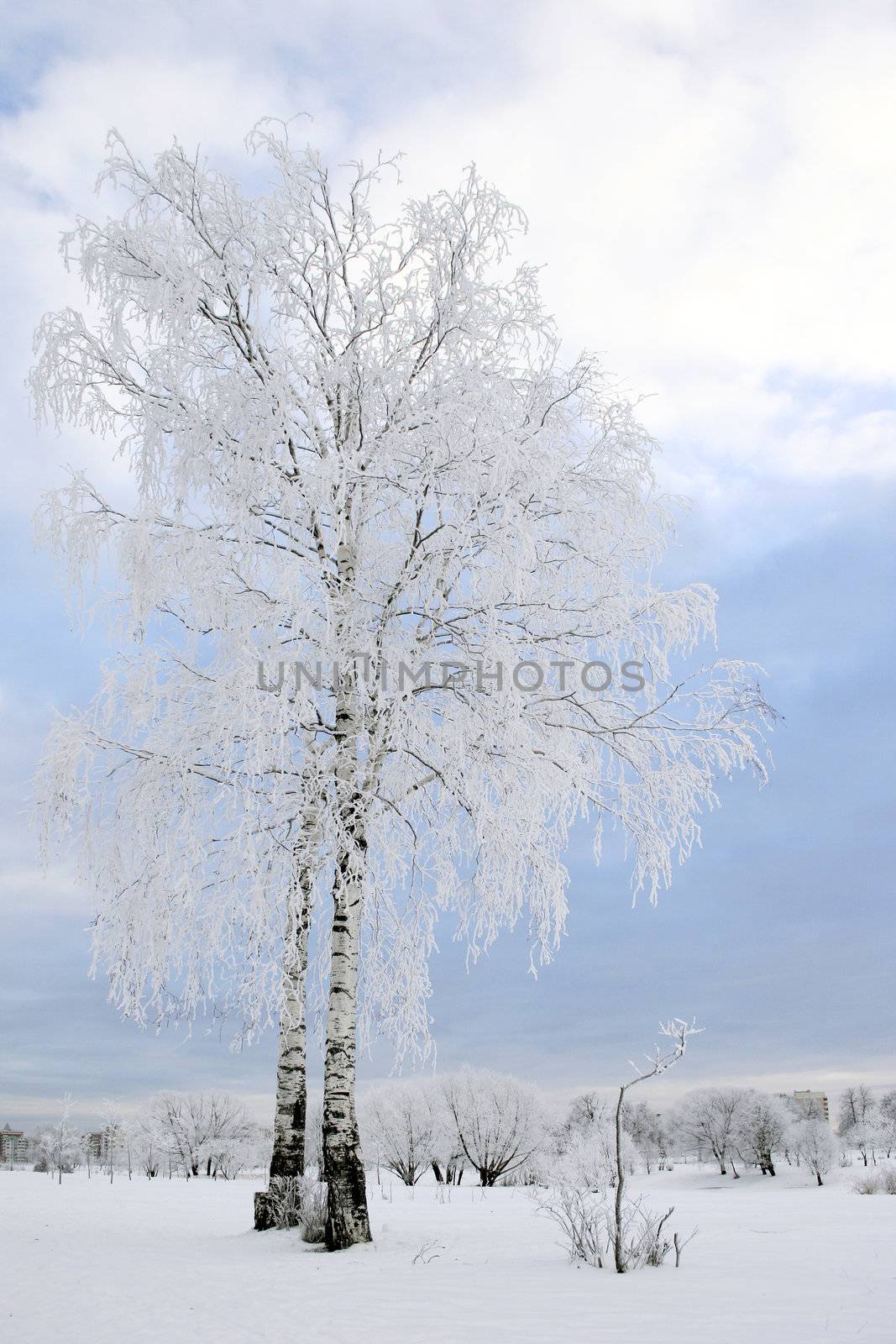 Snow birch in the city park. Winter time, Russia. 