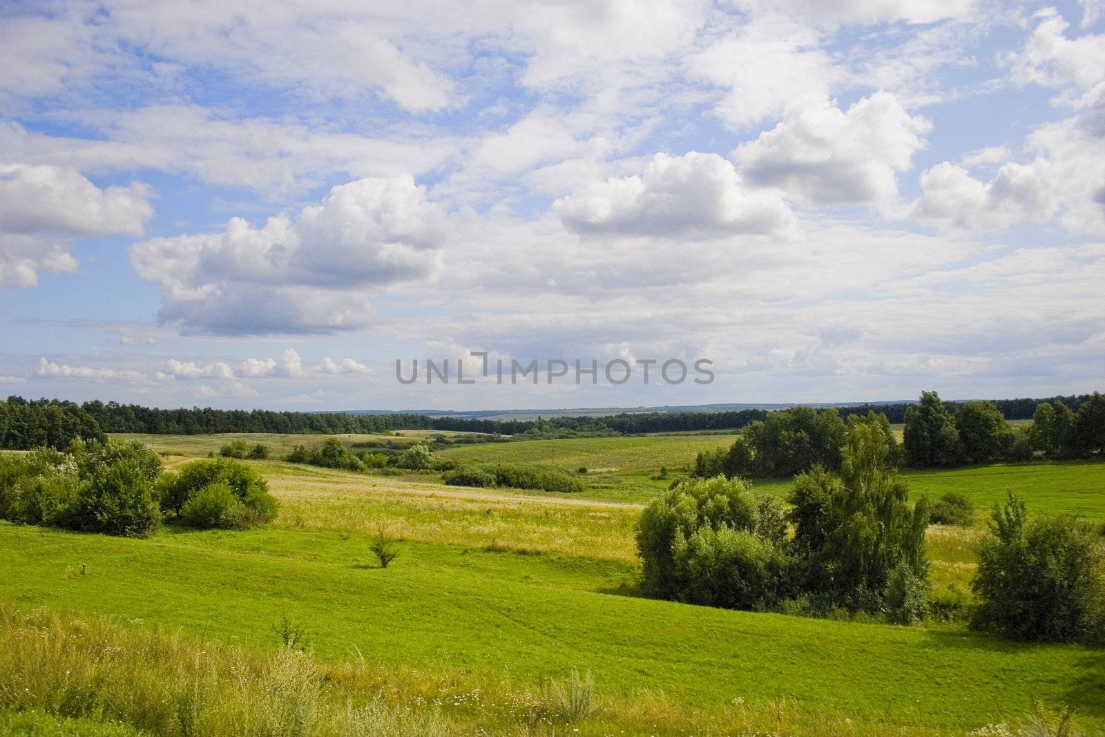 Tree on meadow with forest and blue sky with clouds. Summer's landscape. Russia.