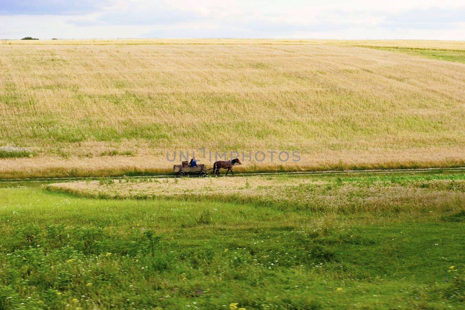 Woman going on cart at rural area. Summer's landscape. Russia.