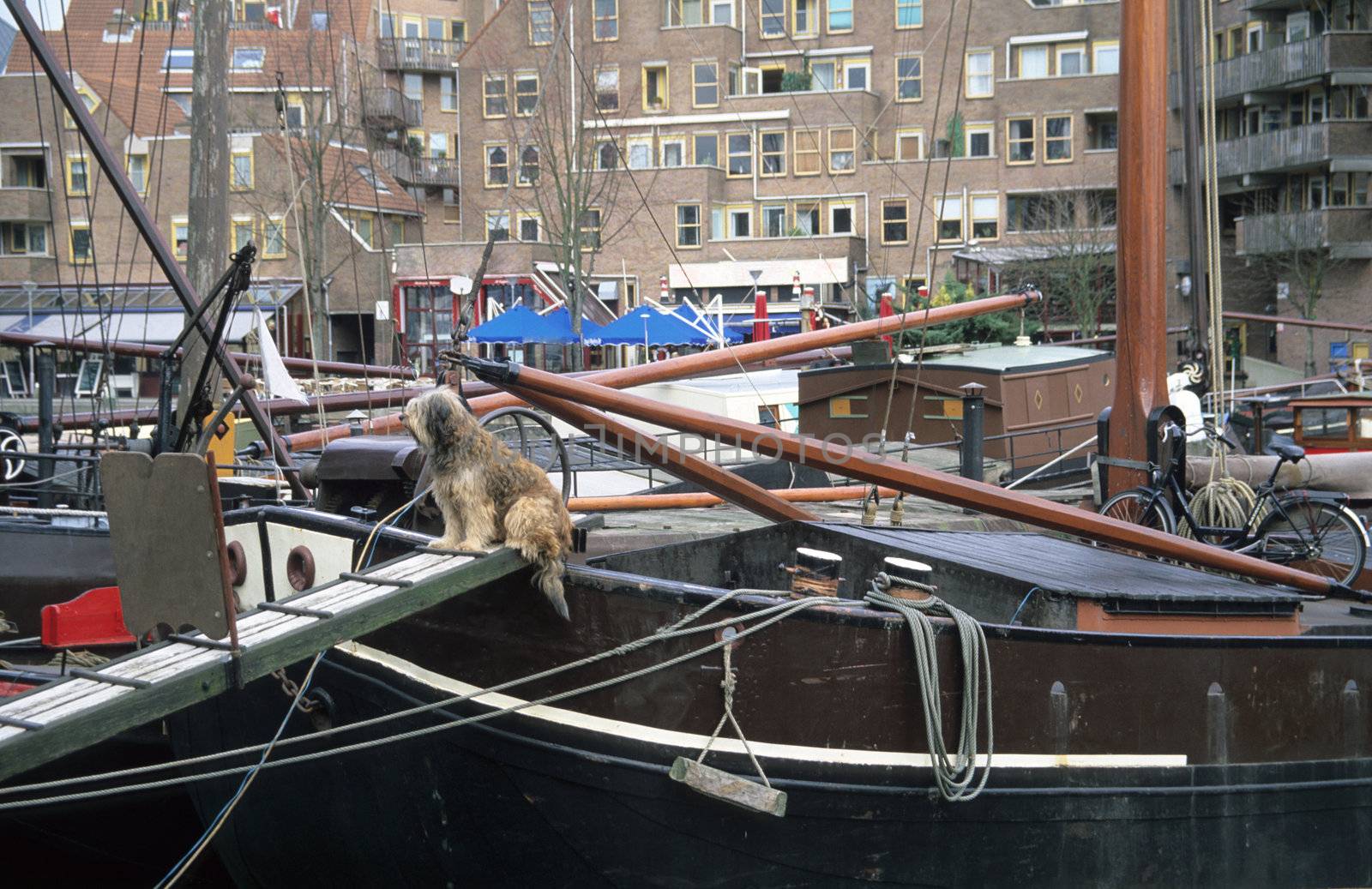 A furry gaurd dog watches over his master's houseboat in Rotterdam, the Netherlands.