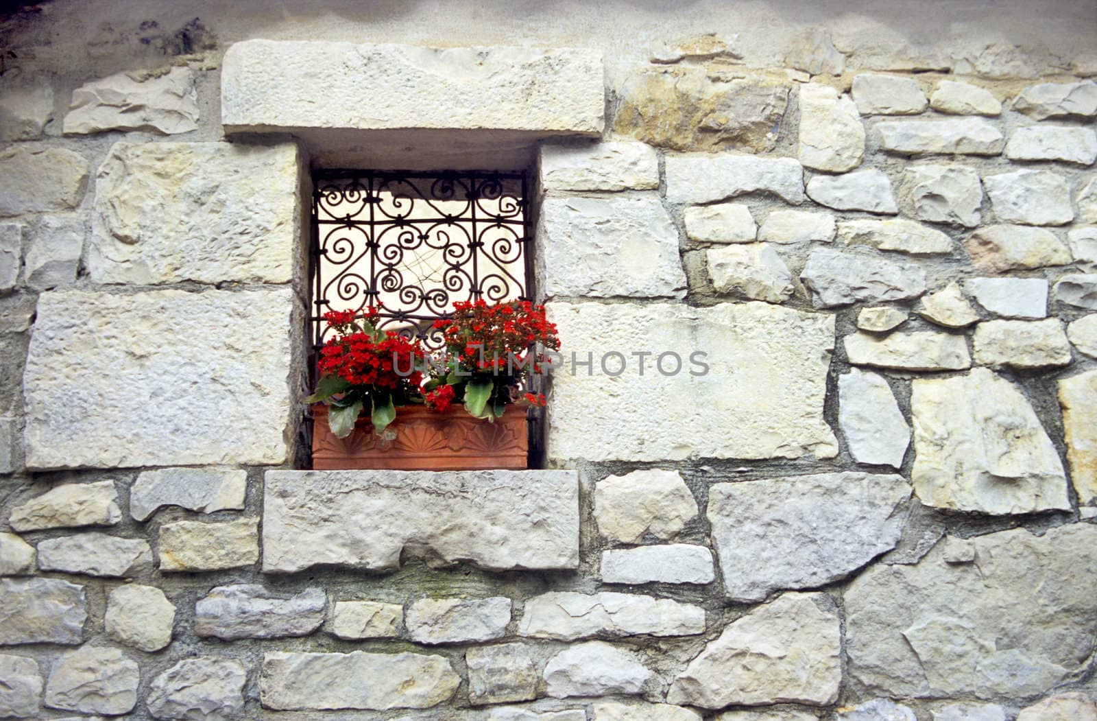 Two Kalanchoe plants sit in a terra cotta wondow box in front of a lovely wrought iron window grate.