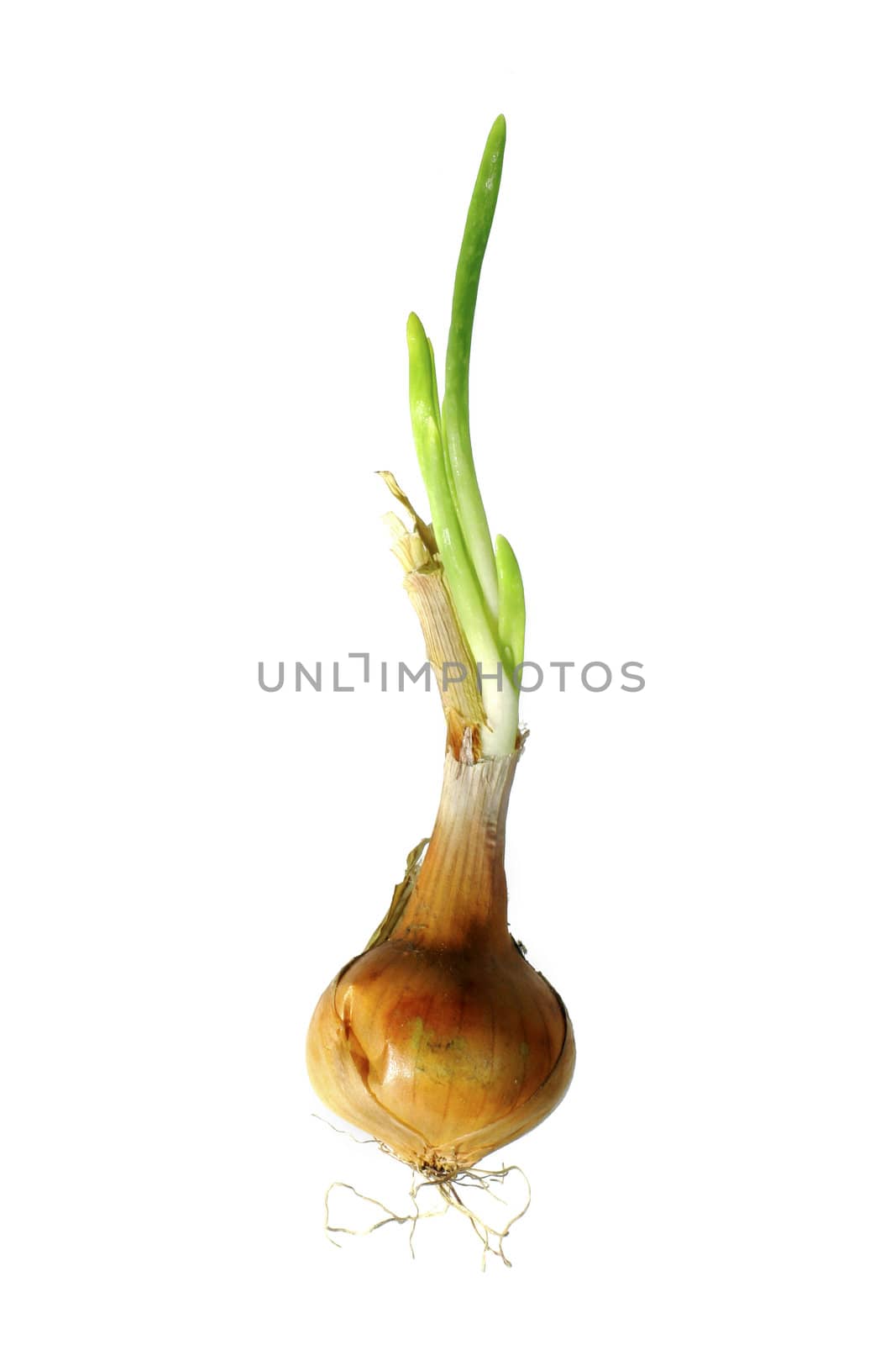 Germinating onion with take root on white isolated
