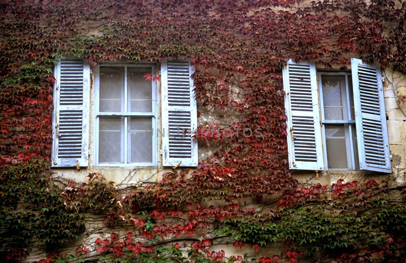 Windows with shutters painted the traditional Provencial blue are surrounded by vines whoes leaves are turning red in autumn.