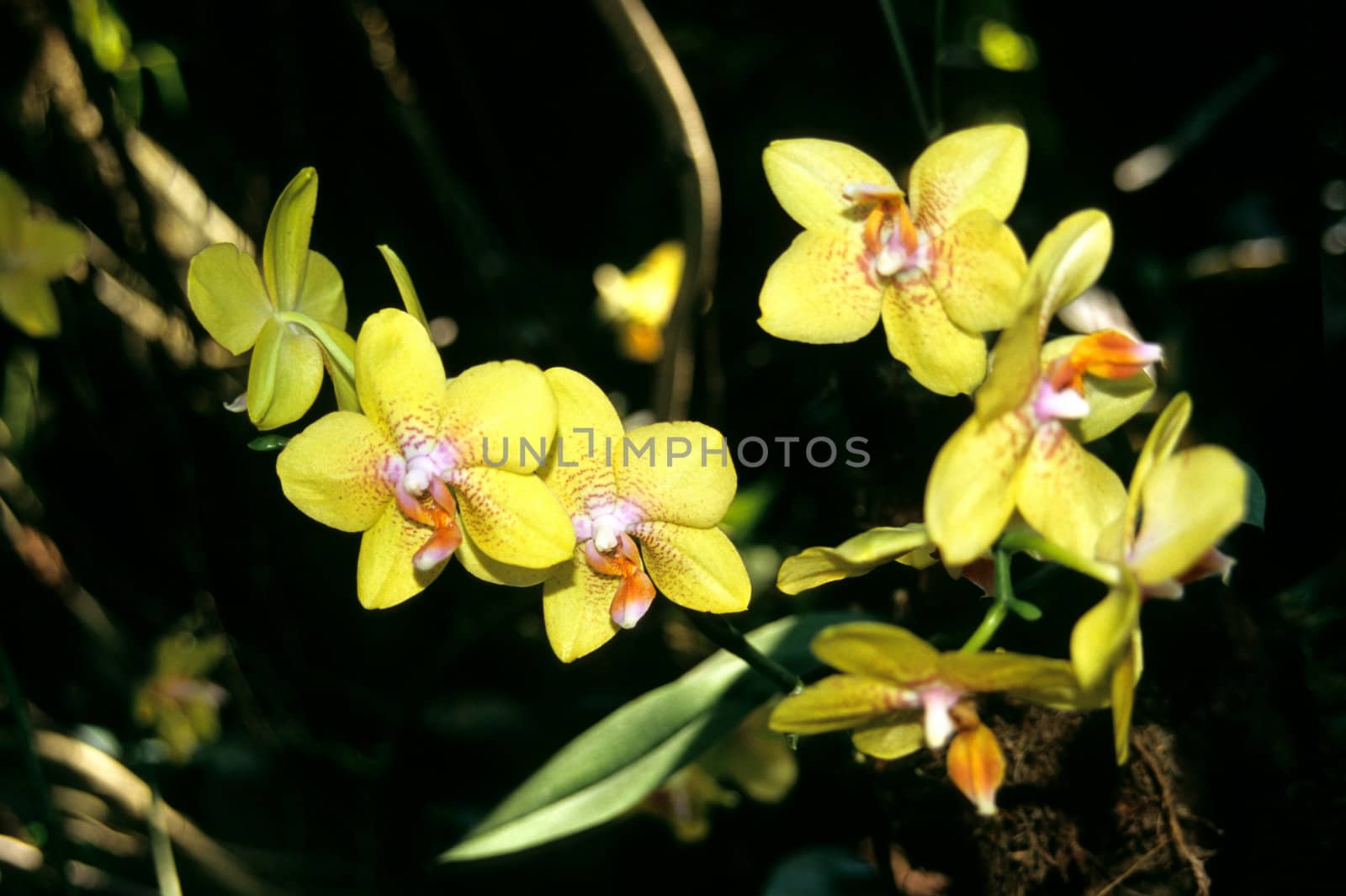 Yellow Orchid by ACMPhoto