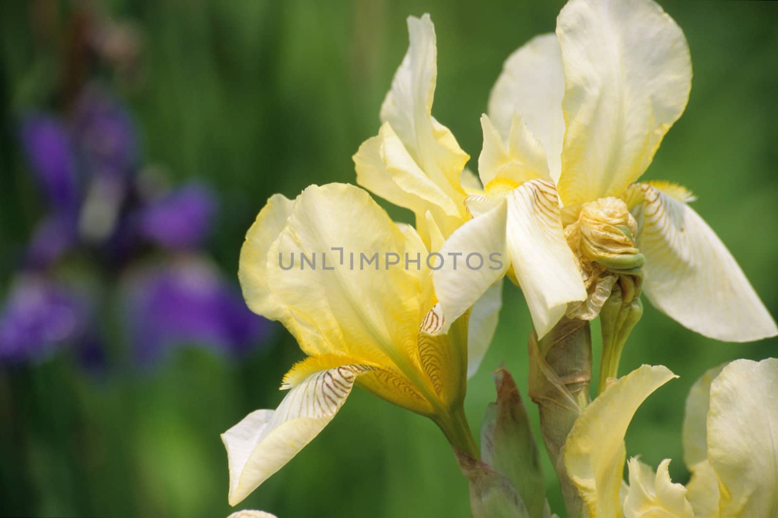Yellow Iris by ACMPhoto