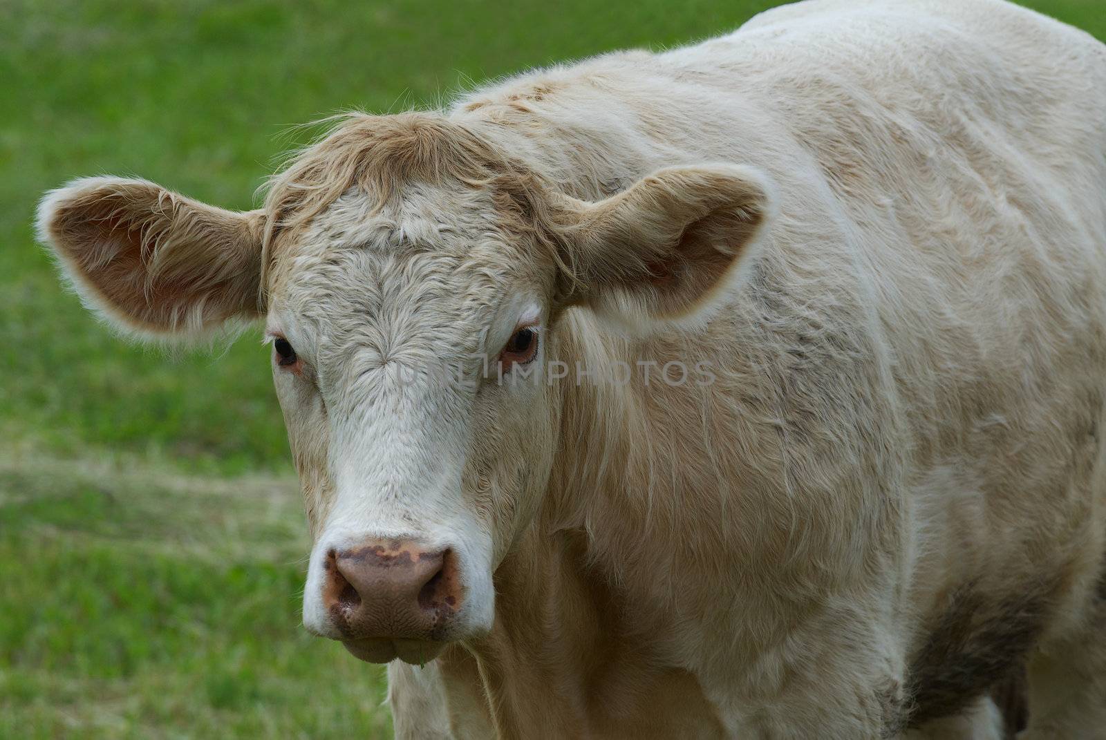 Photo of the breeding cow on a meadow.