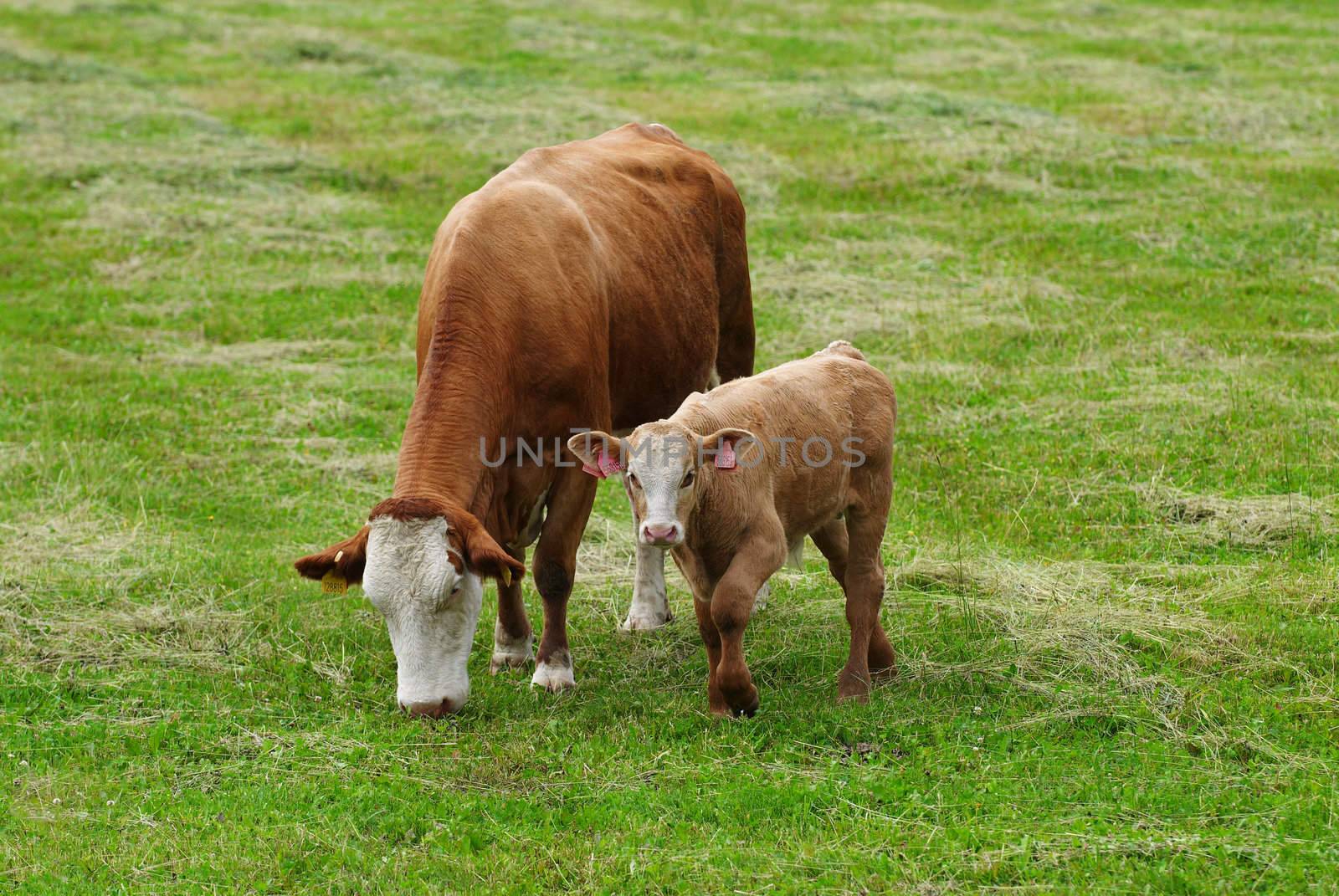 Photo of the breeding cow with calf on a meadow.