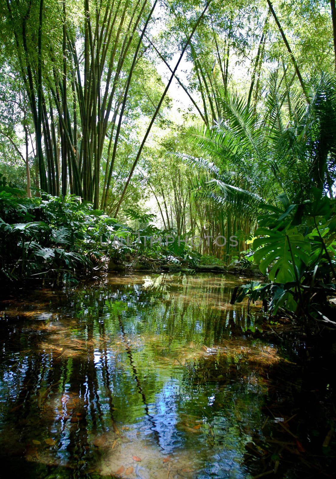 A small river in the jungle. 