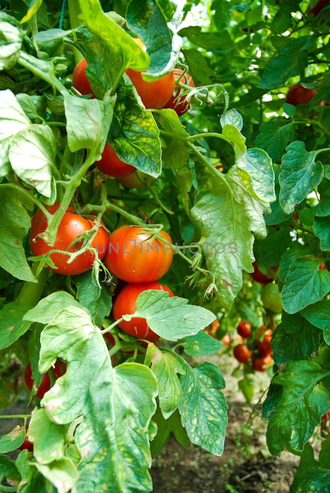 Organic Homegrown Tomatoes