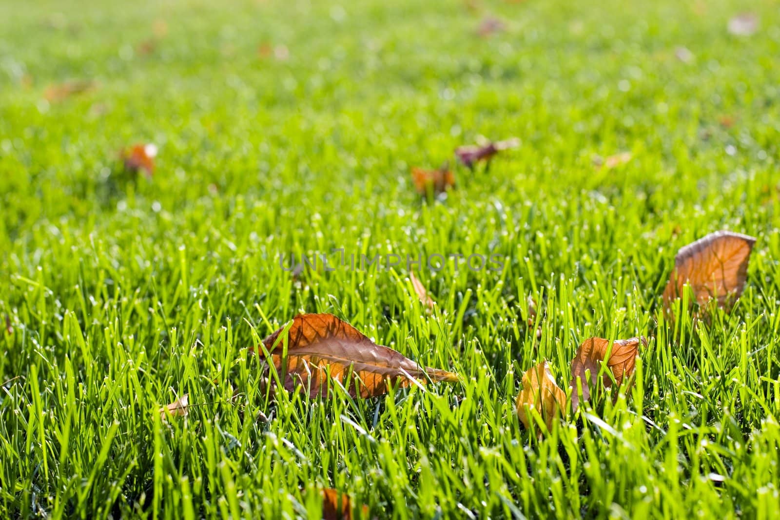 Autumn Grass by AlexKhrom