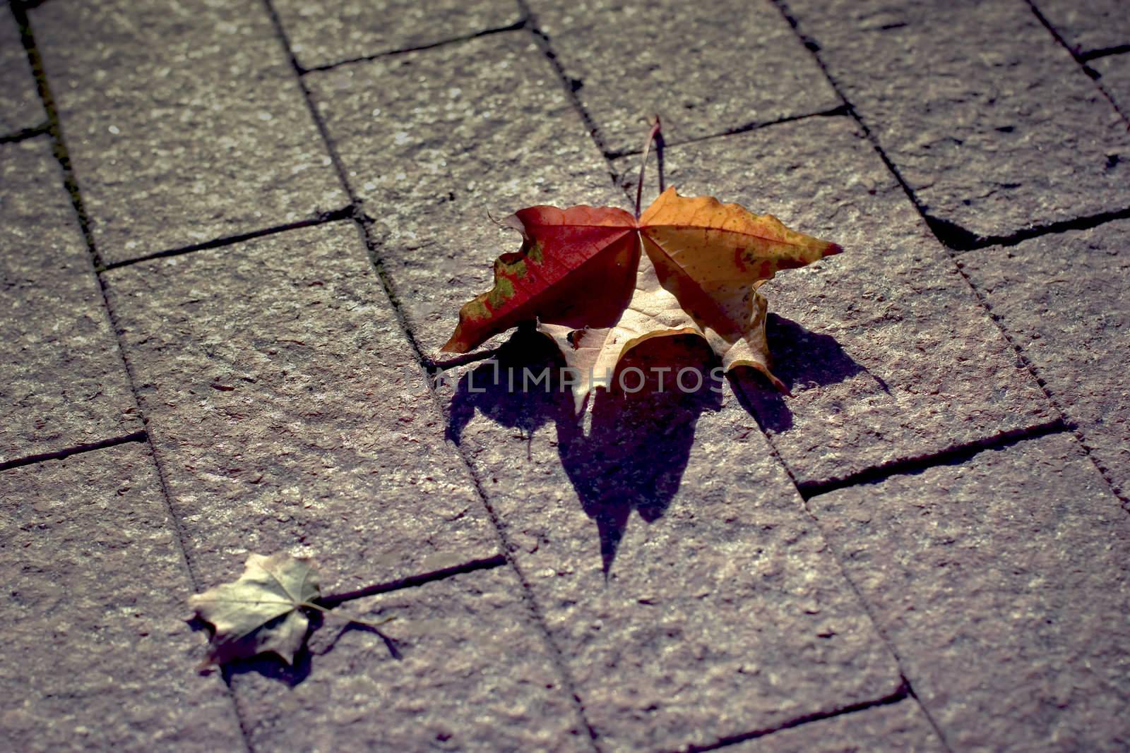 Two leaves by AlexKhrom