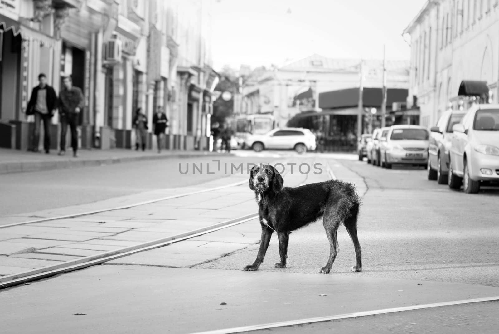 Black dog on the street of Moscow city, Russia.