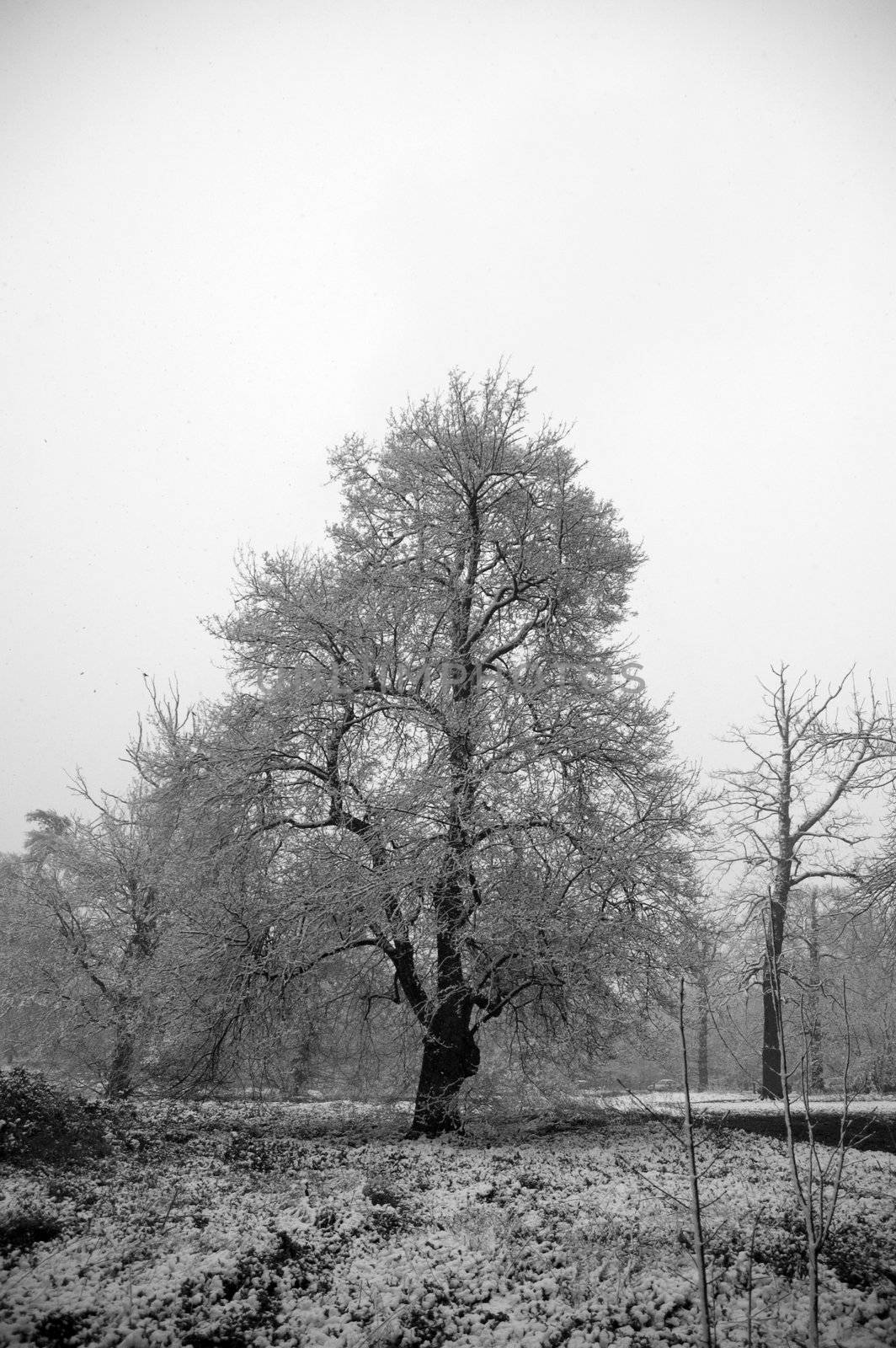 An oak tree in winter with a covering of snow