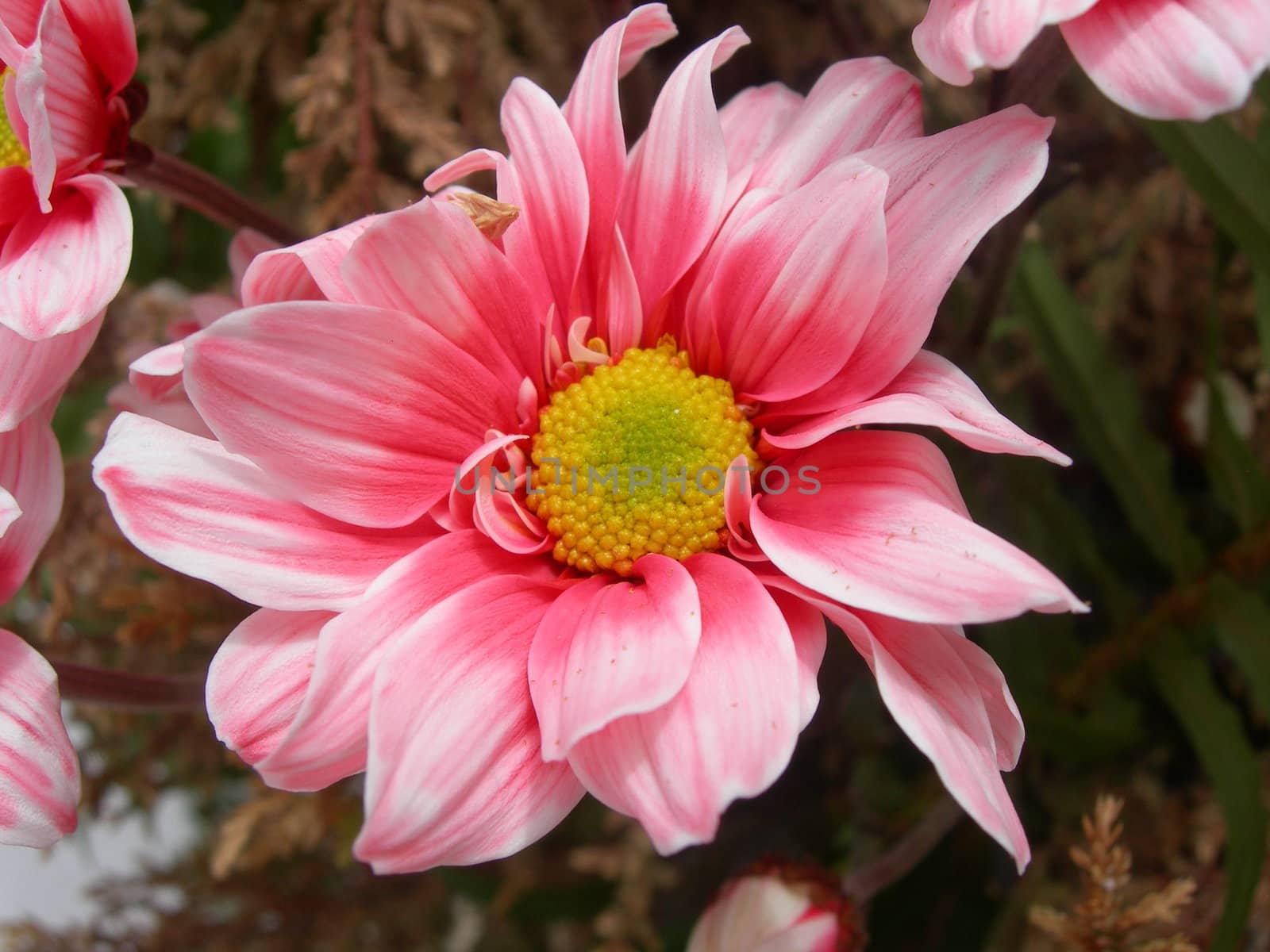 Closeup of Mediterranean pink flower.
